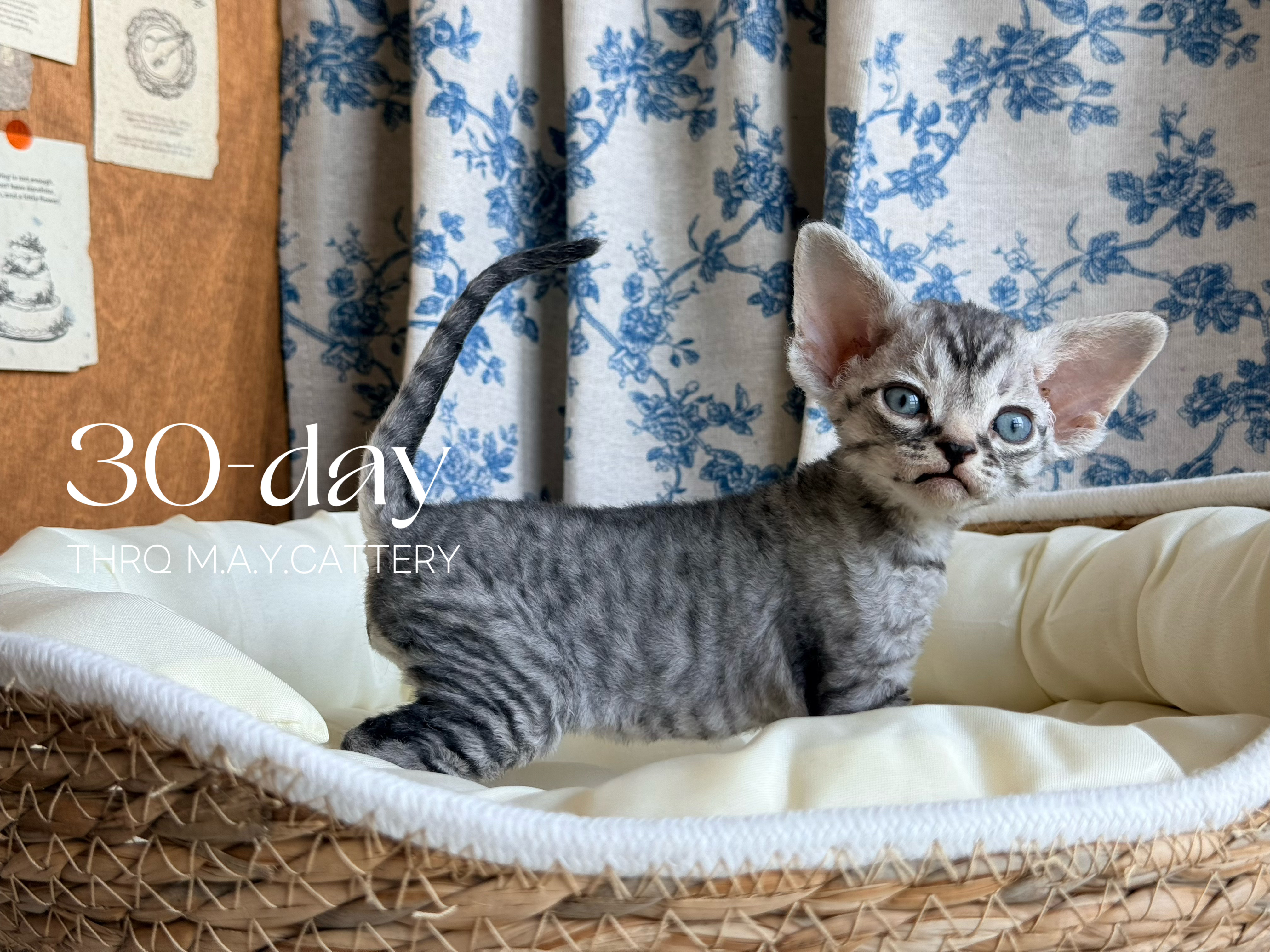 Owen 6