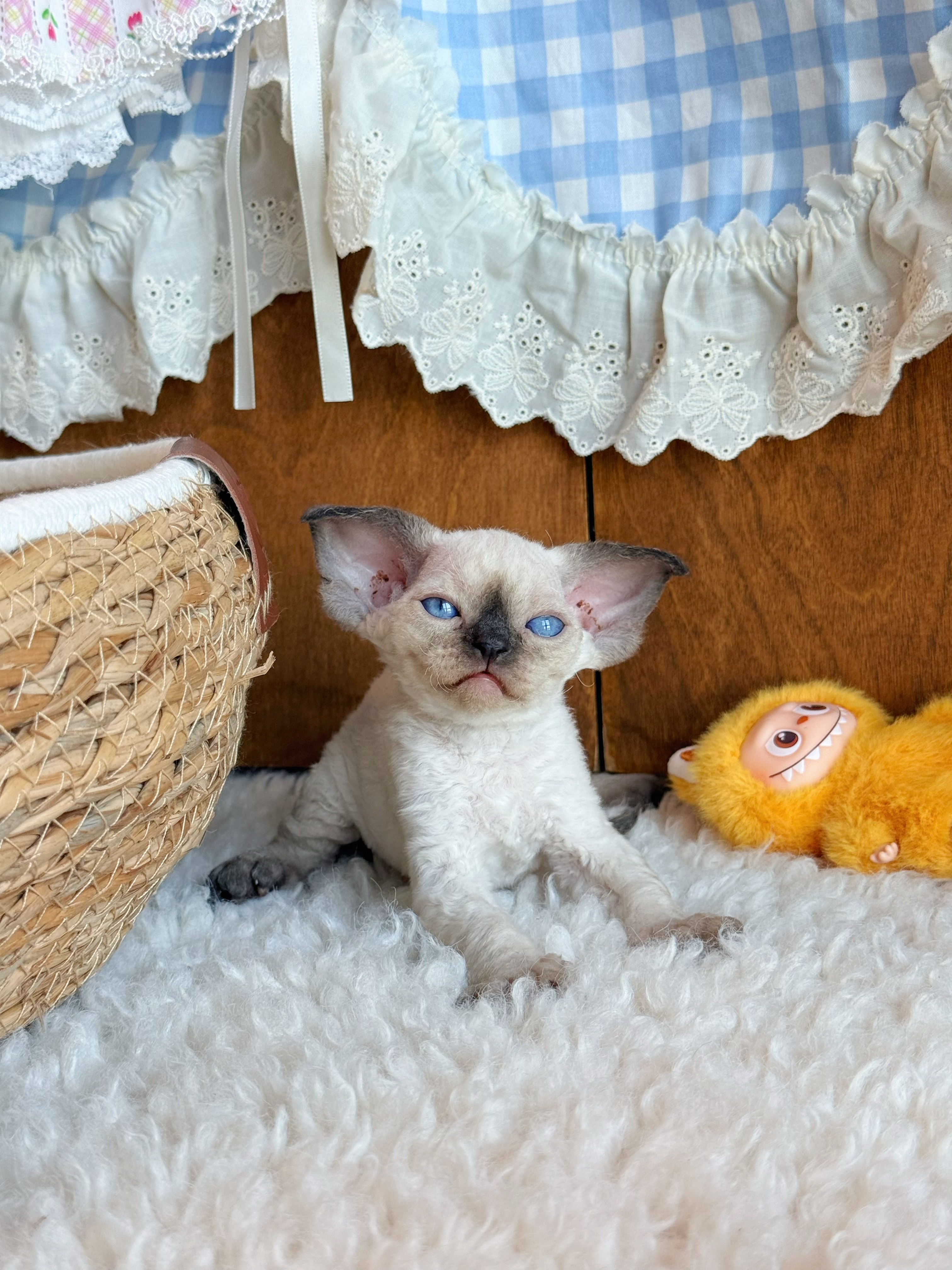Arya 4