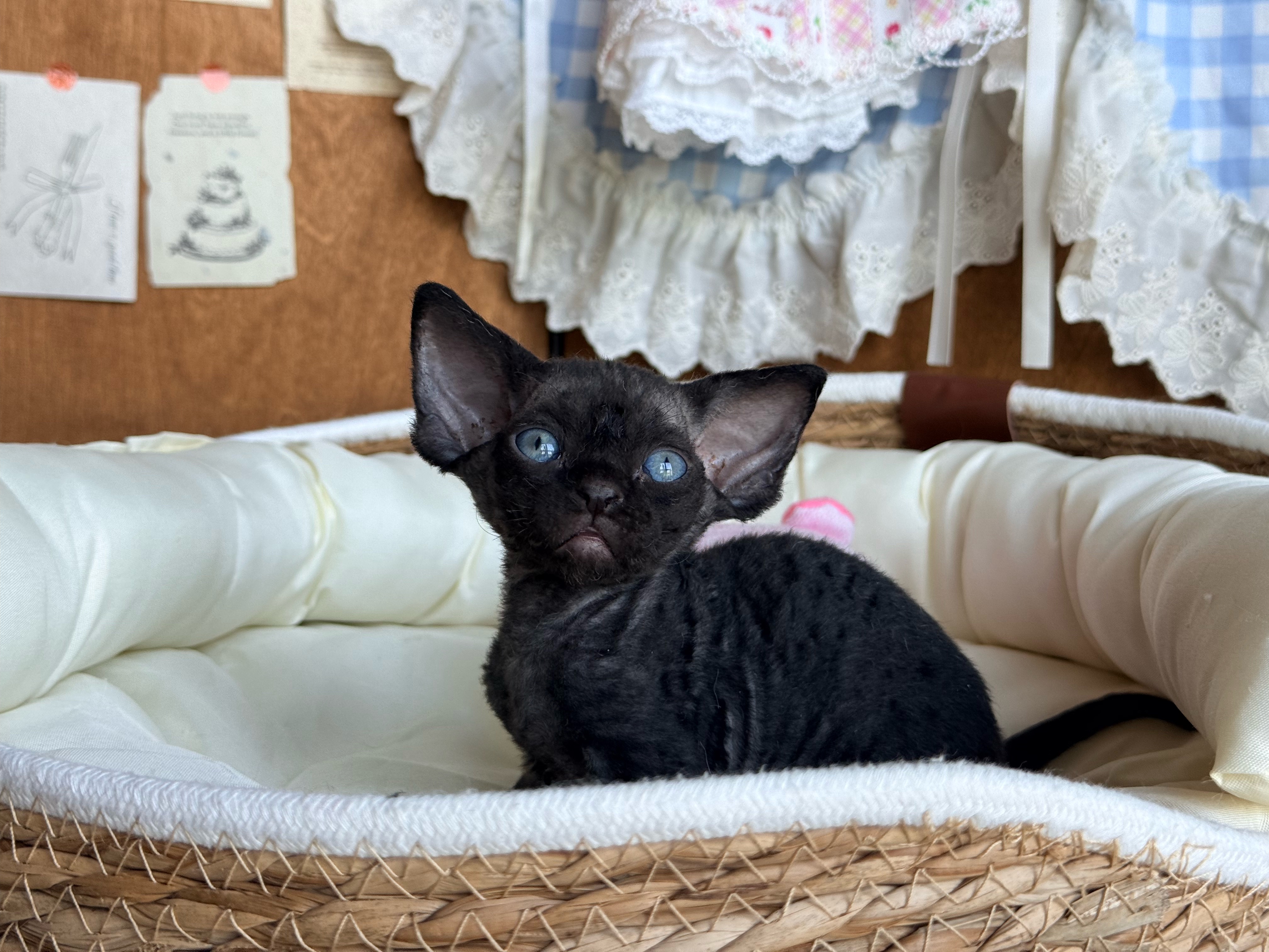 Goya戈雅 2