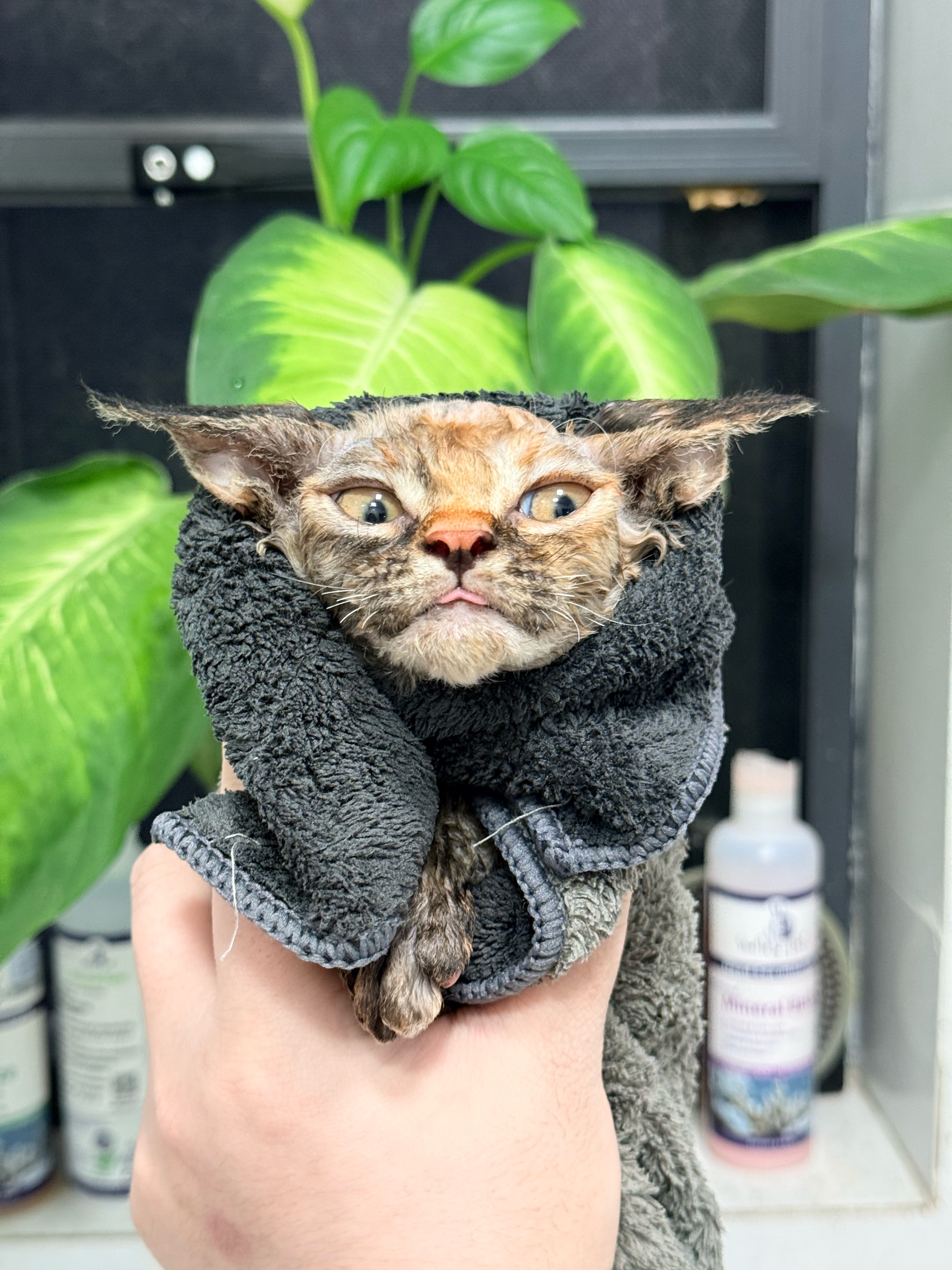 第一次洗澡🛁