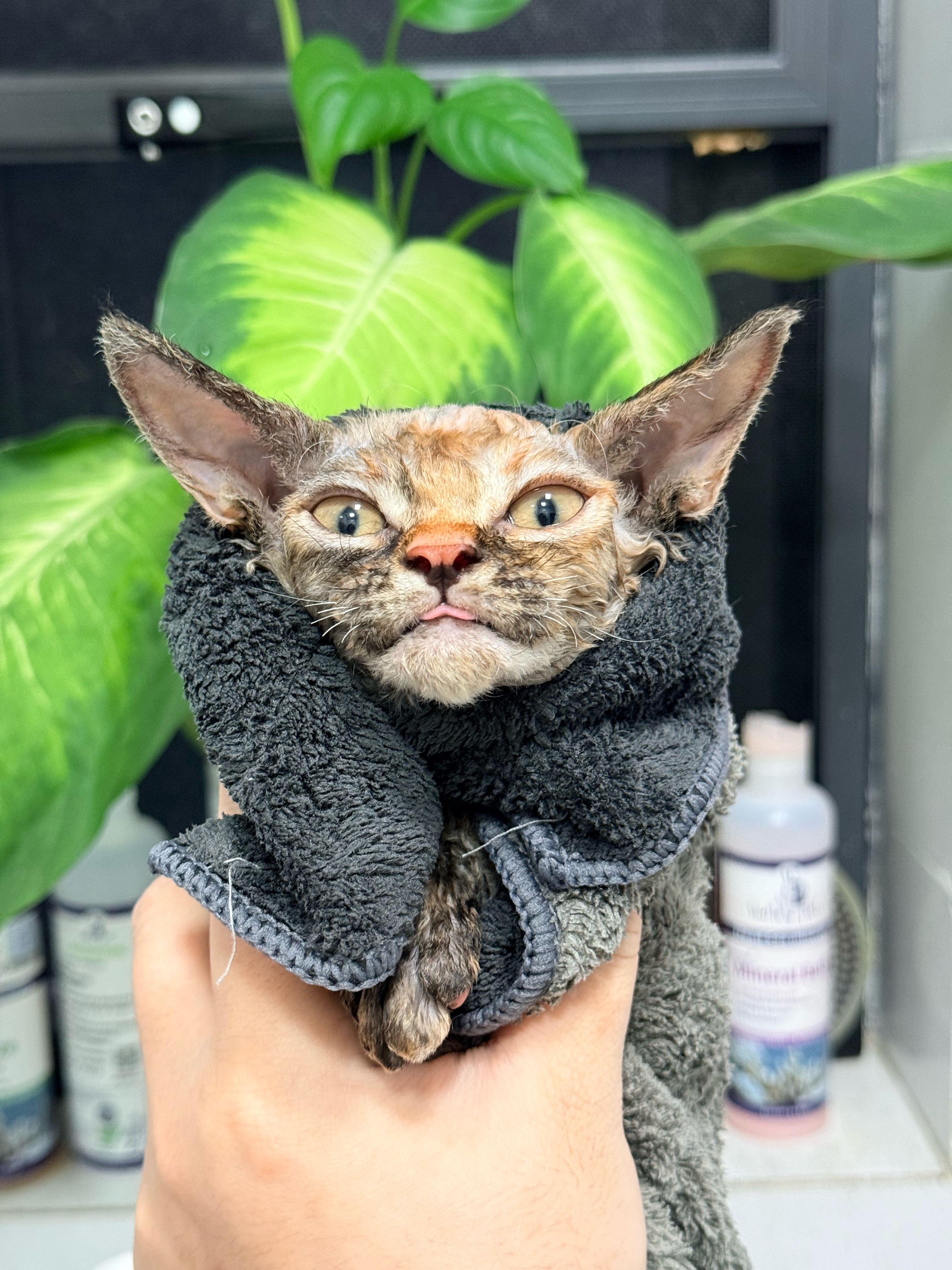 第一次洗澡🛁