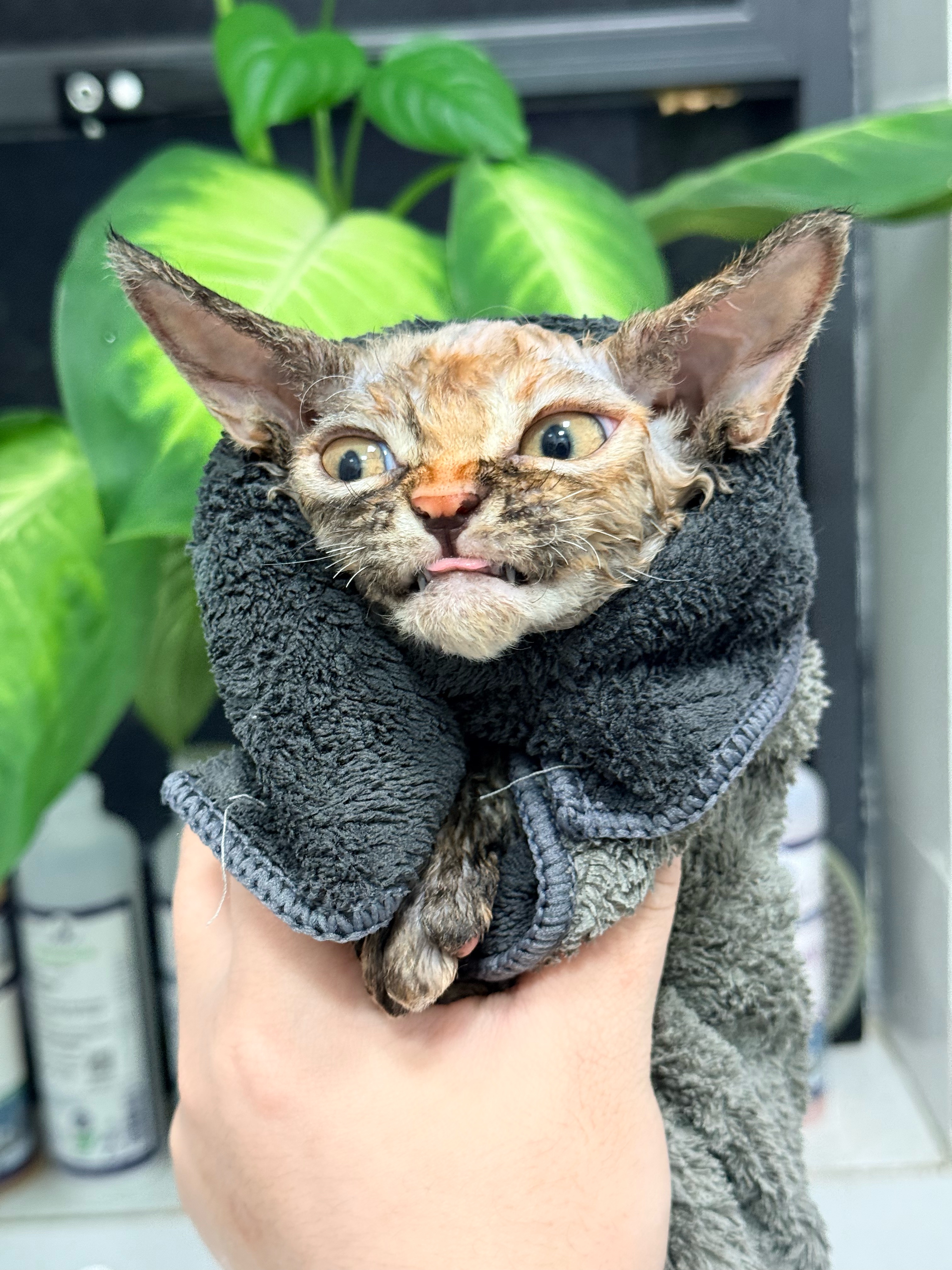 第一次洗澡🛁