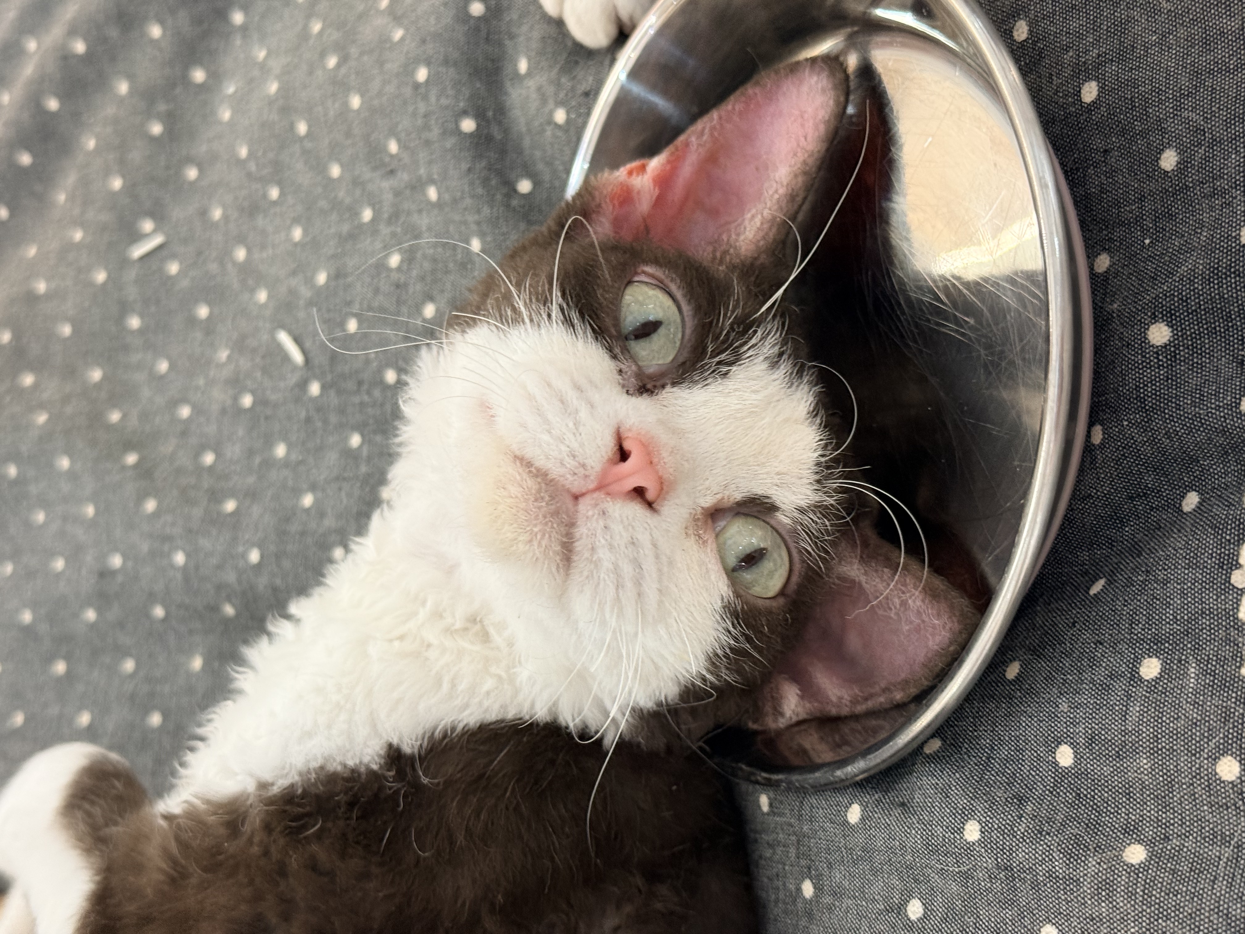 上一碗猫猫头，请享用😋