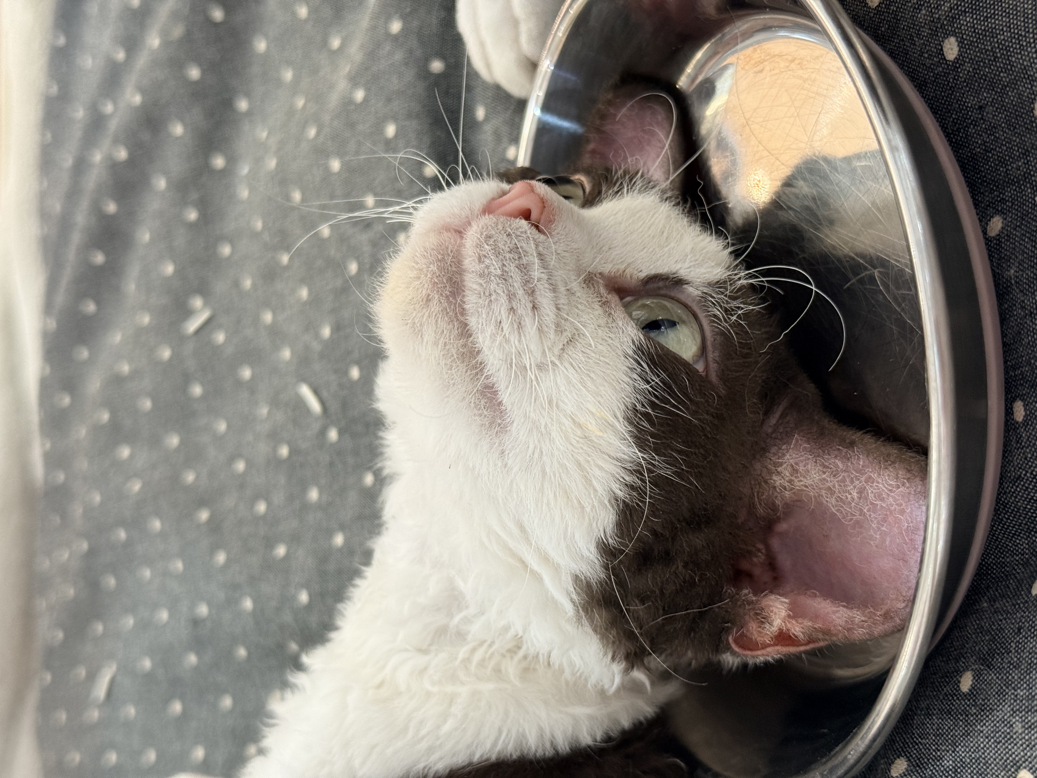 上一碗猫猫头，请享用😋