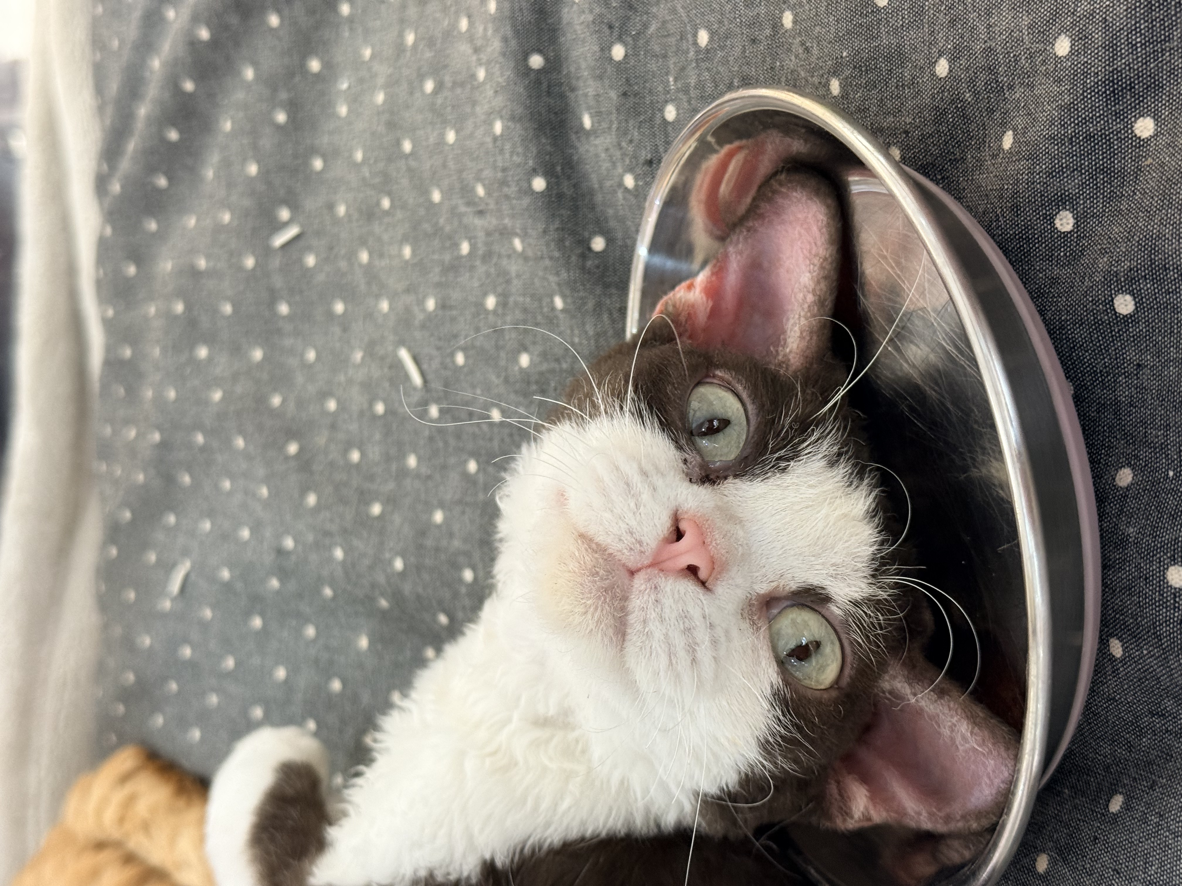 上一碗猫猫头，请享用😋