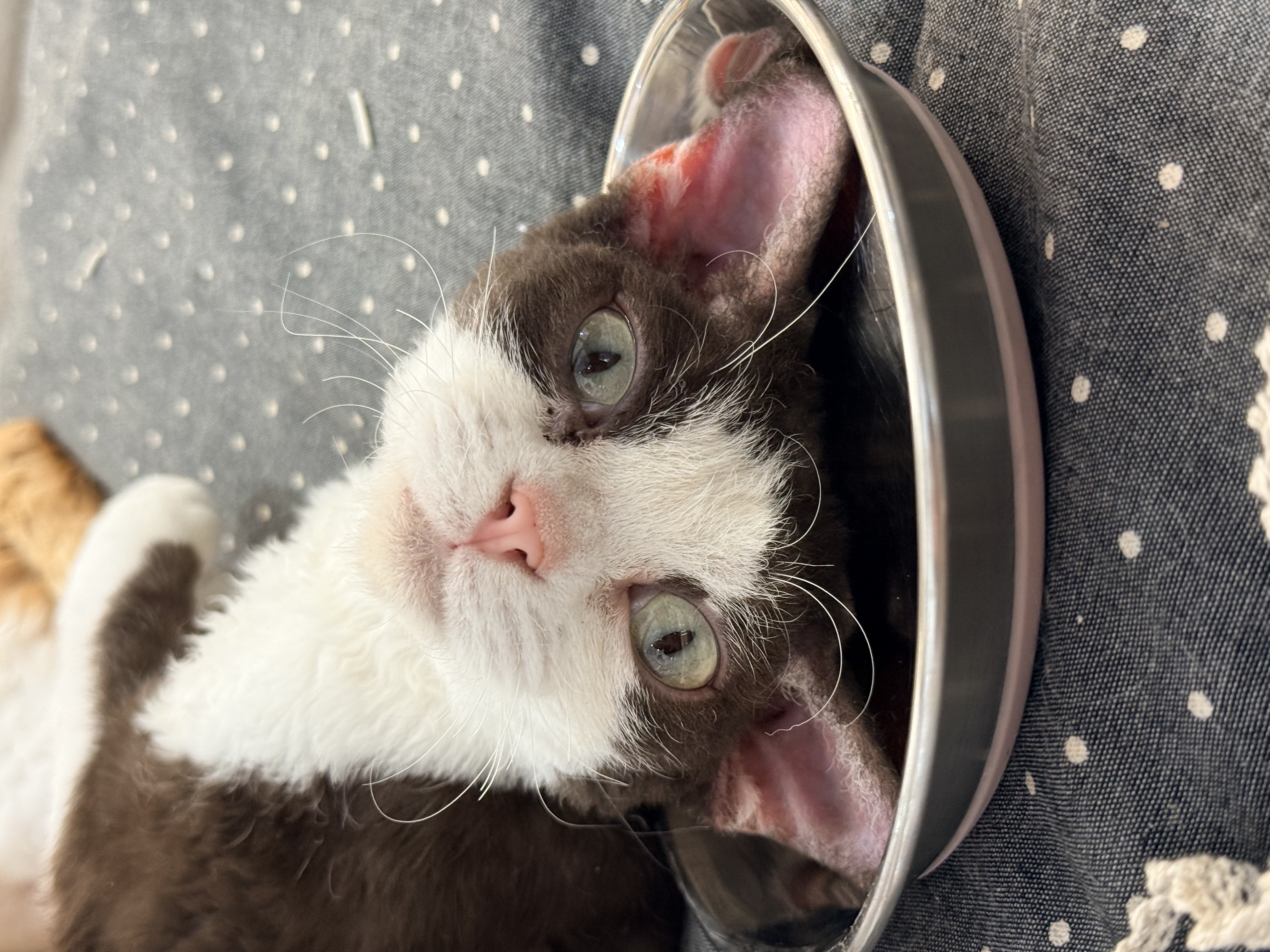 上一碗猫猫头，请享用😋