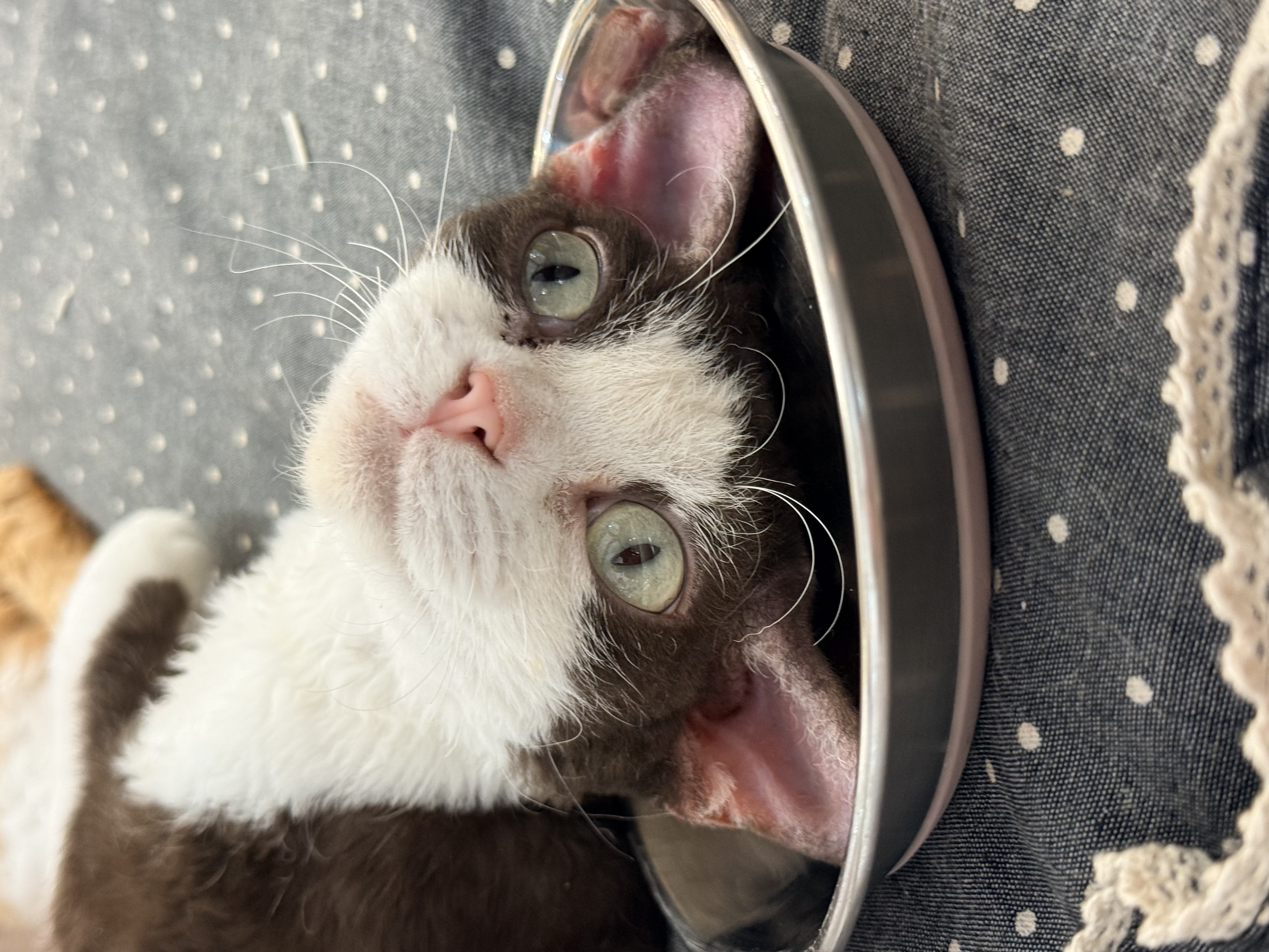 上一碗猫猫头，请享用😋