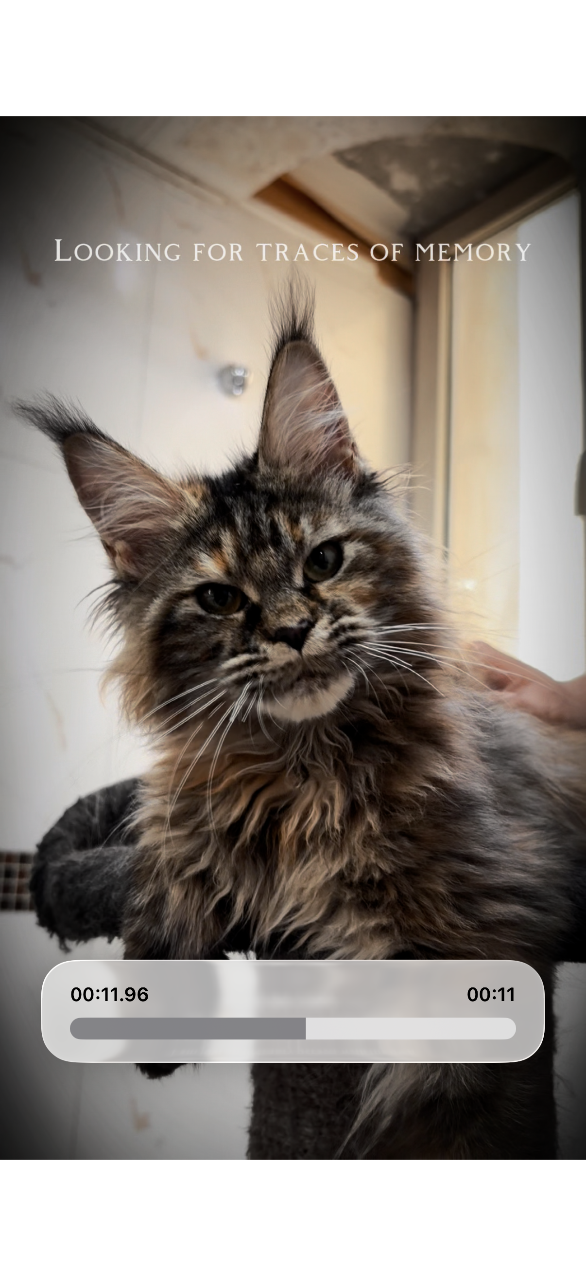 棕虎斑补丁妹妹 照片 2