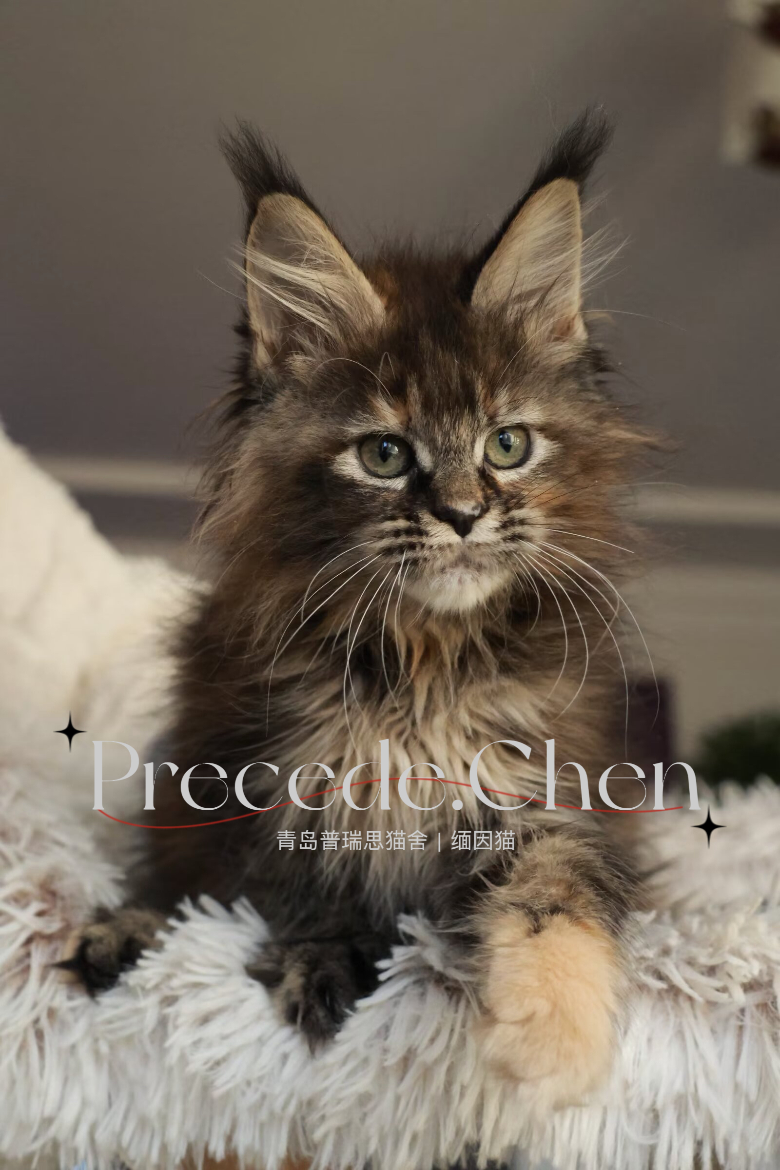 棕虎斑补丁妹妹 照片 3