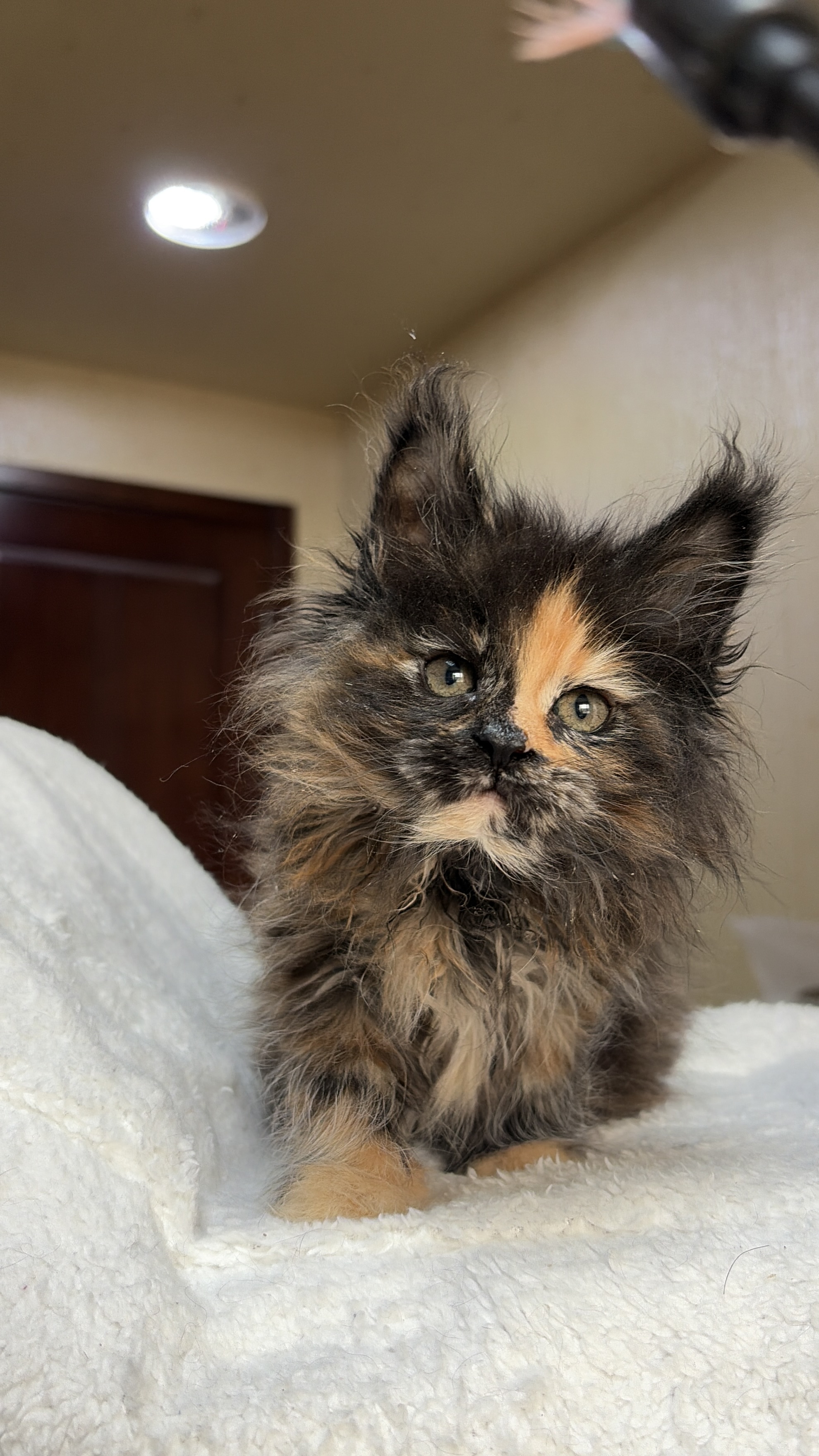 黑红色玳瑁妹妹 照片 2