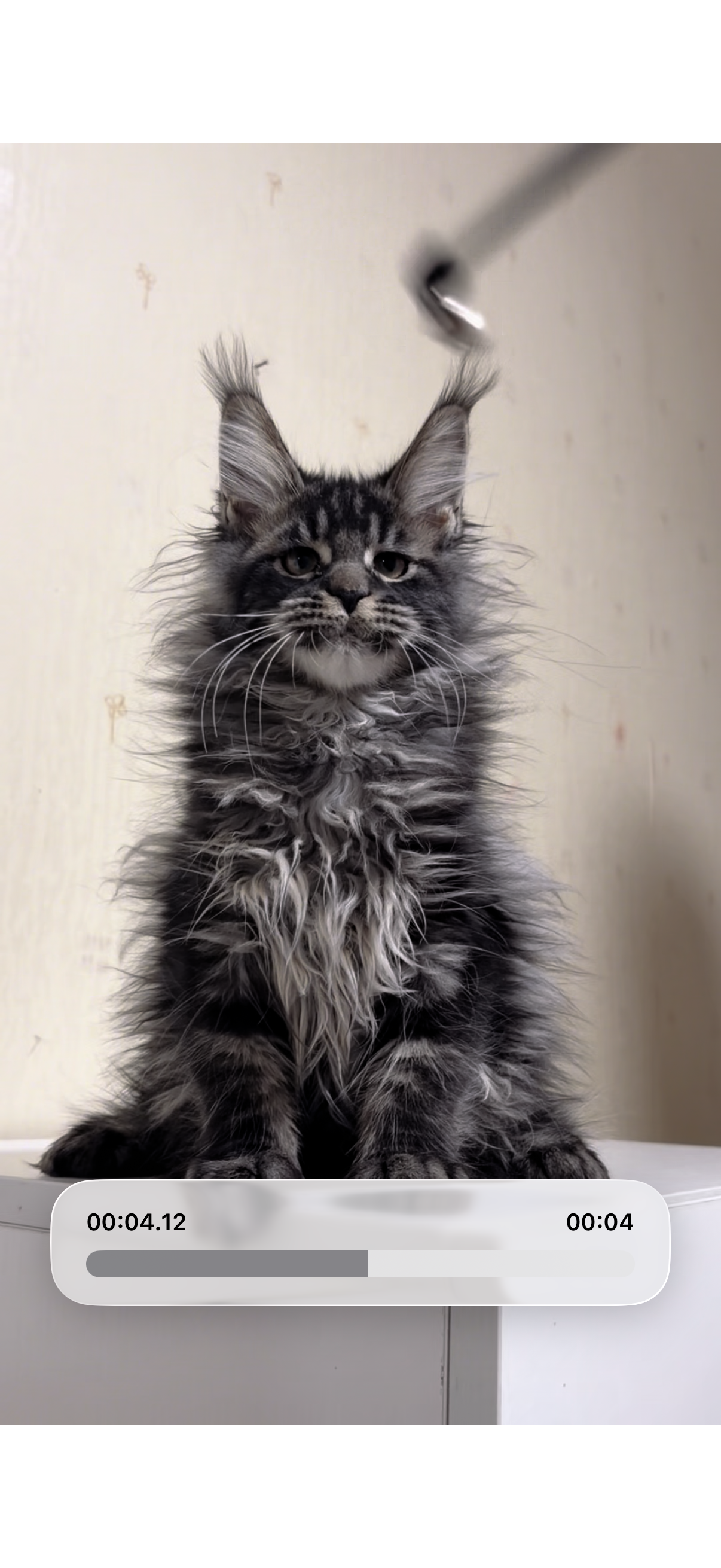 虎斑弟弟 照片 3