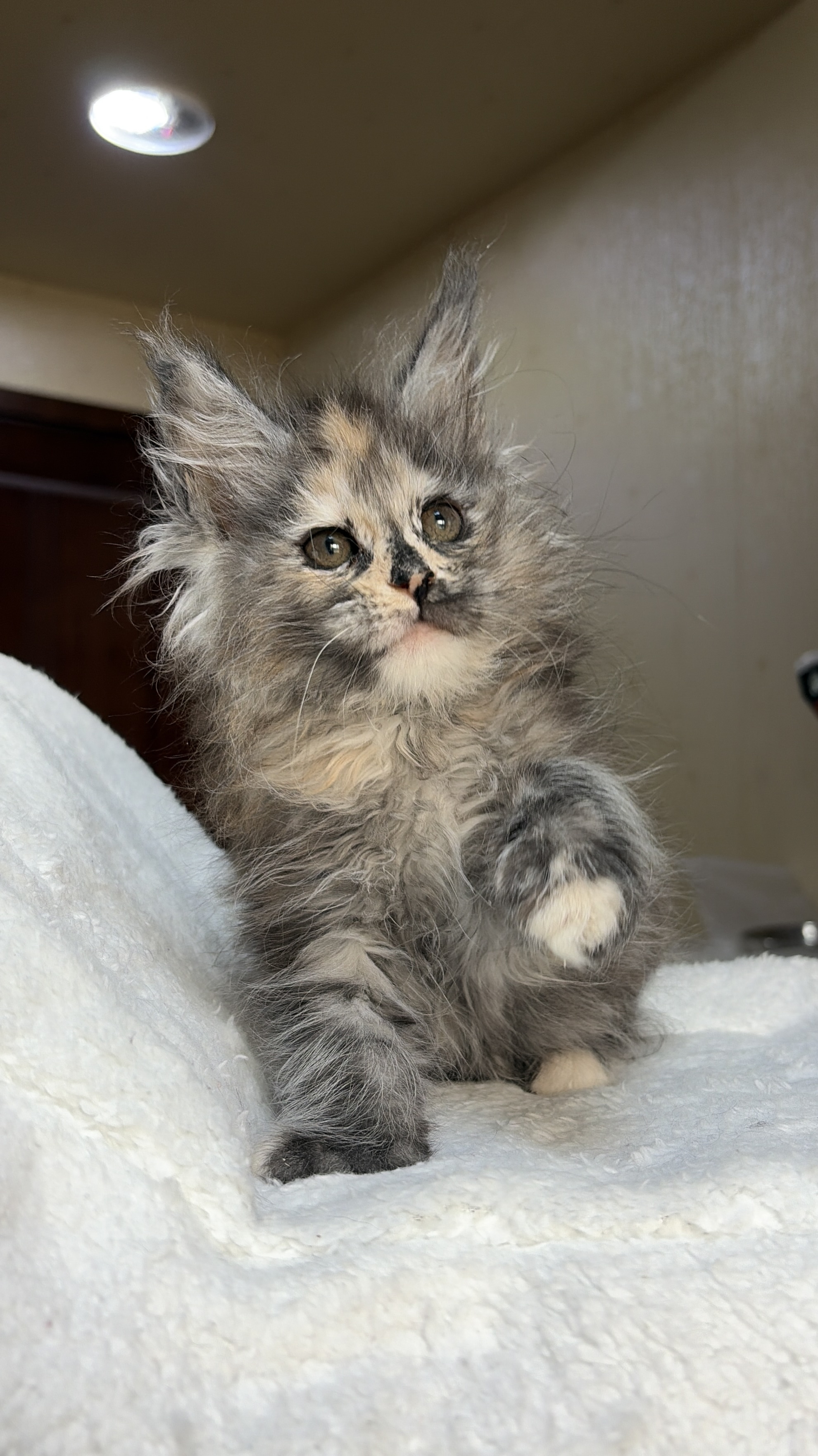 烟玳瑁妹妹 照片 2