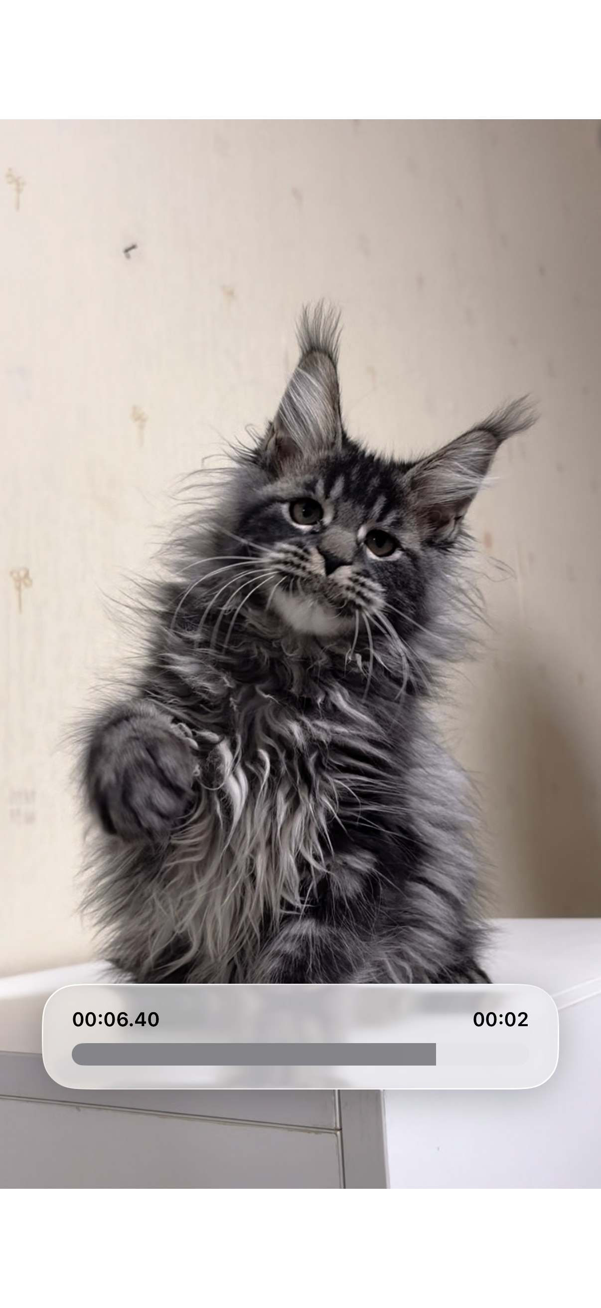 虎斑弟弟 照片 2