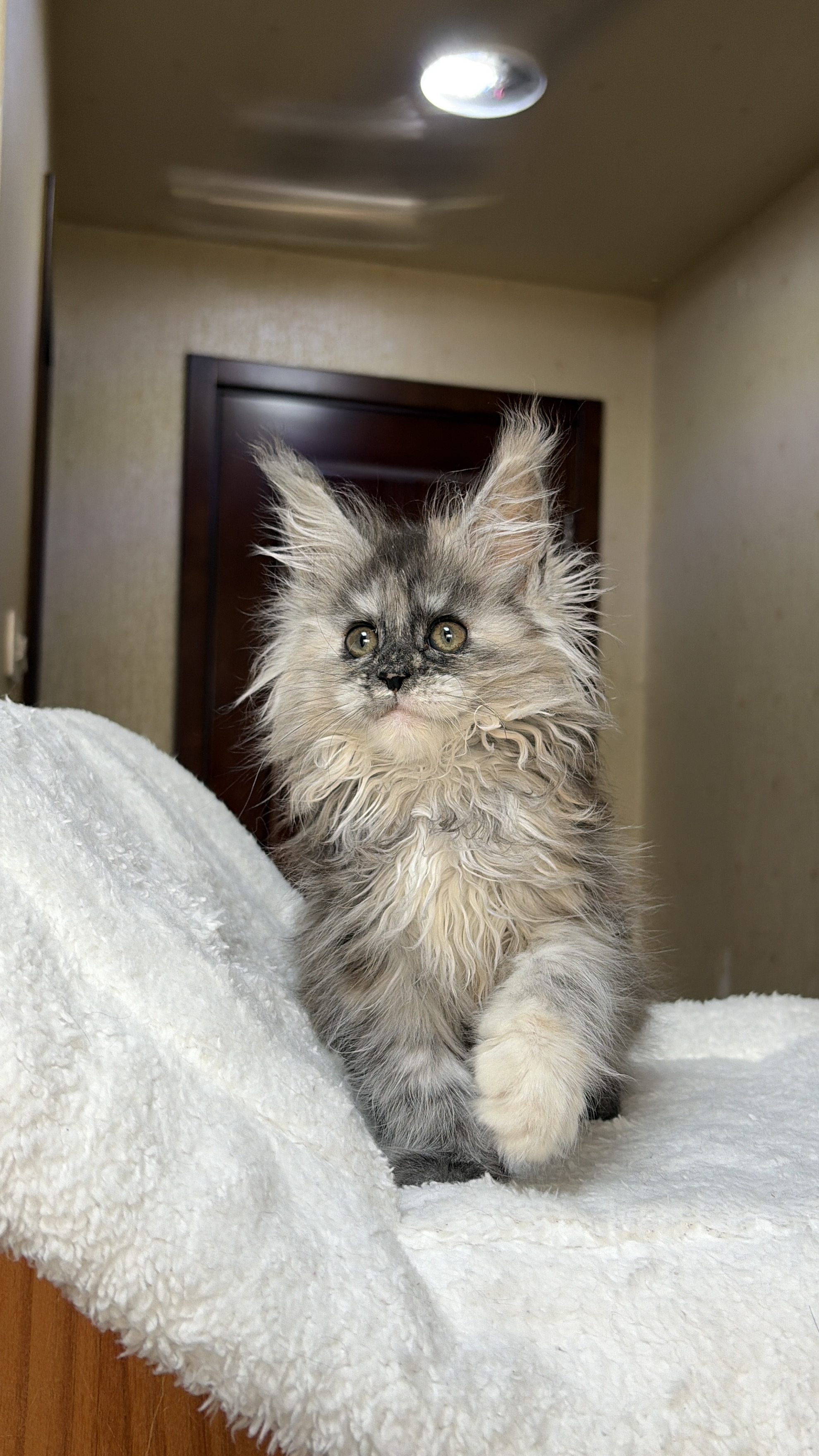 烟玳瑁妹妹 照片 3