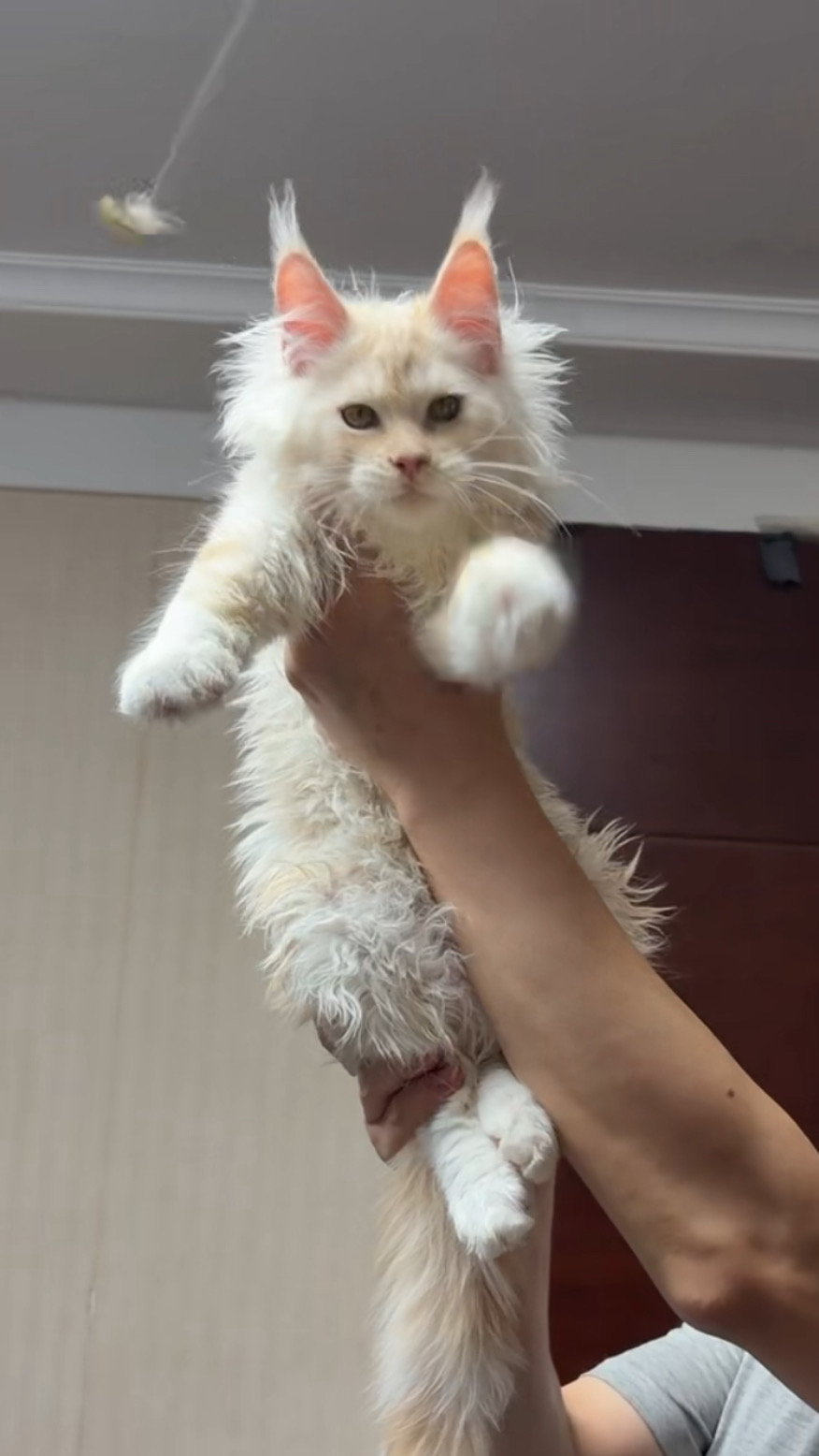 浅浅