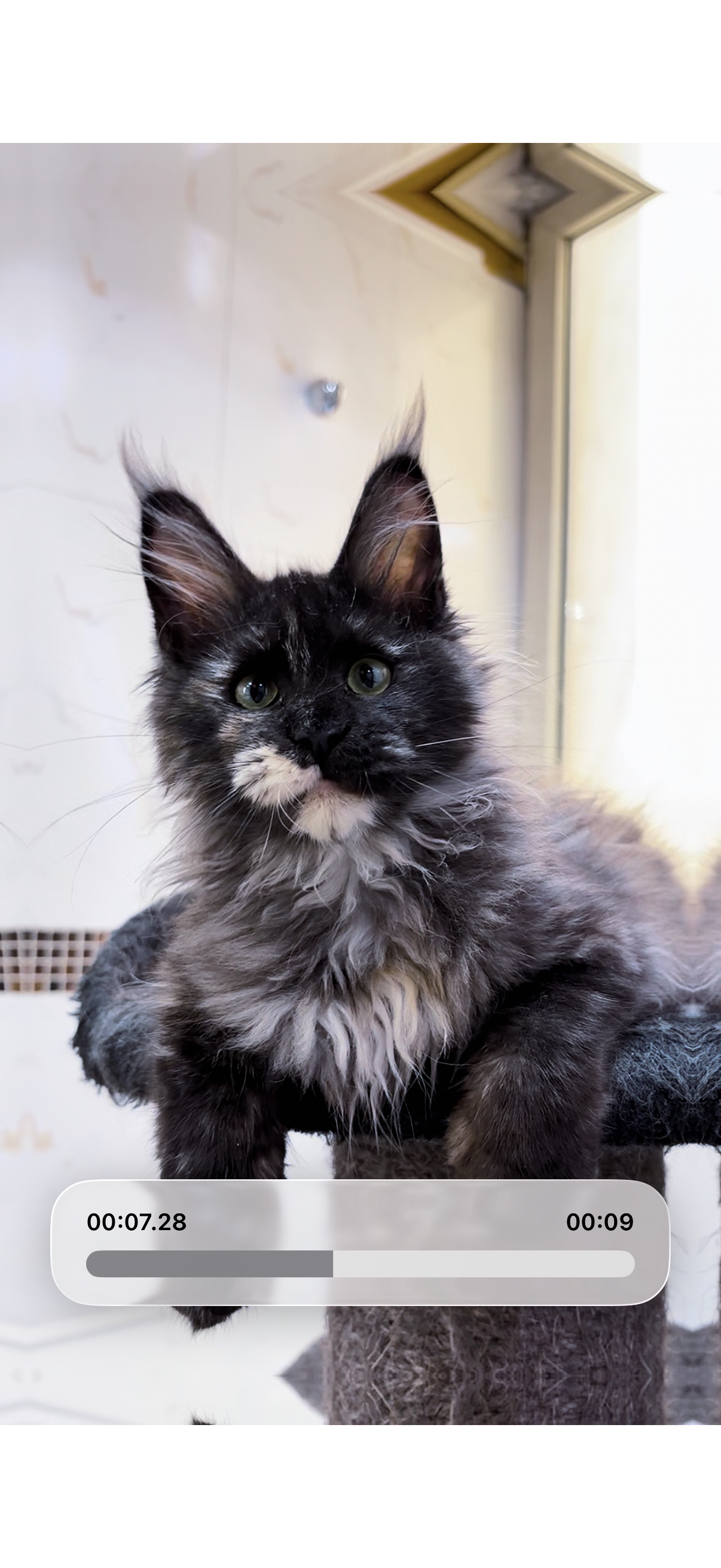 灰白妹妹 照片 2