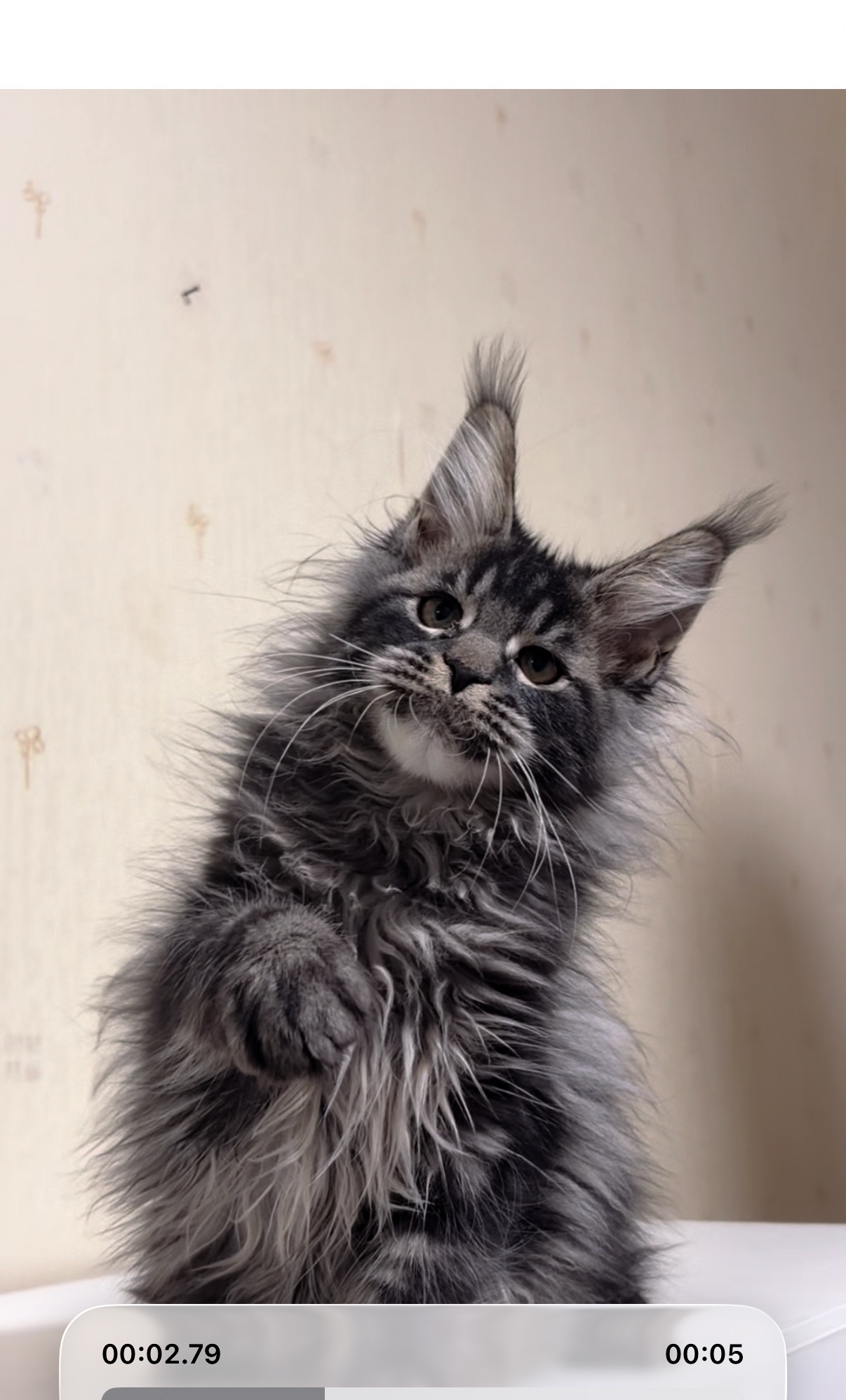 虎斑弟弟 照片 1