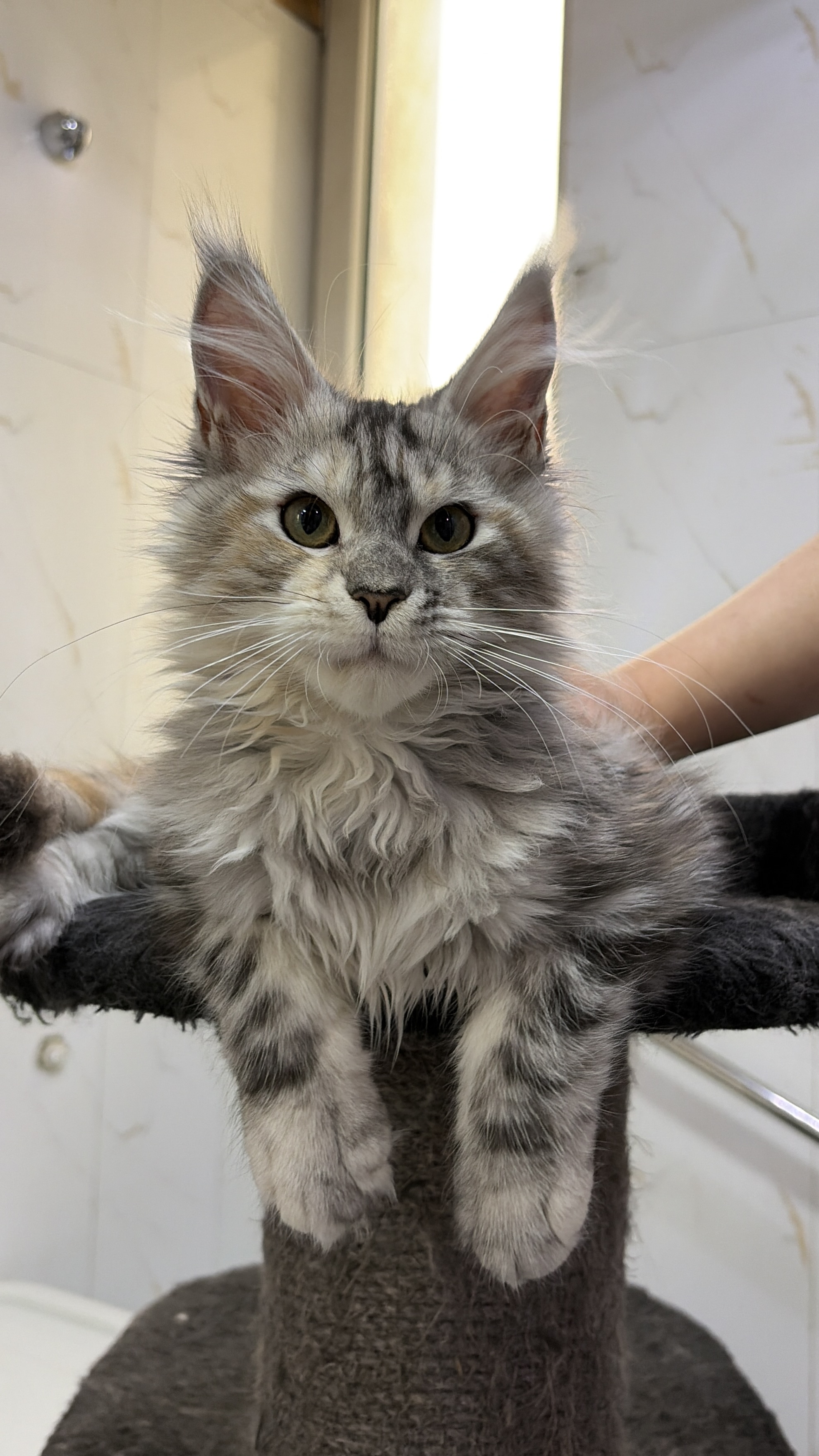 特价｜银补丁妹妹 照片 2