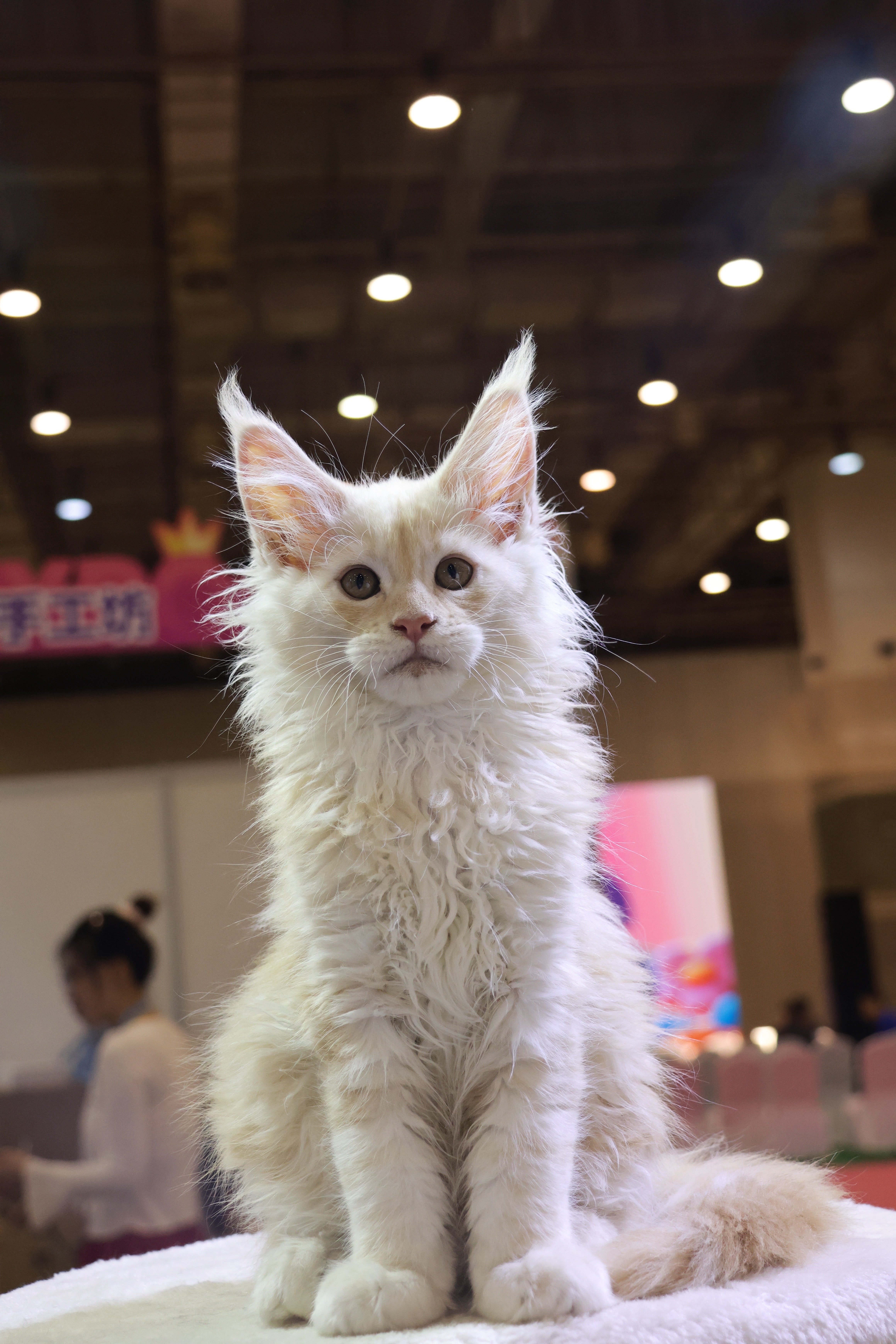 二月二出生 浅凯米尔母