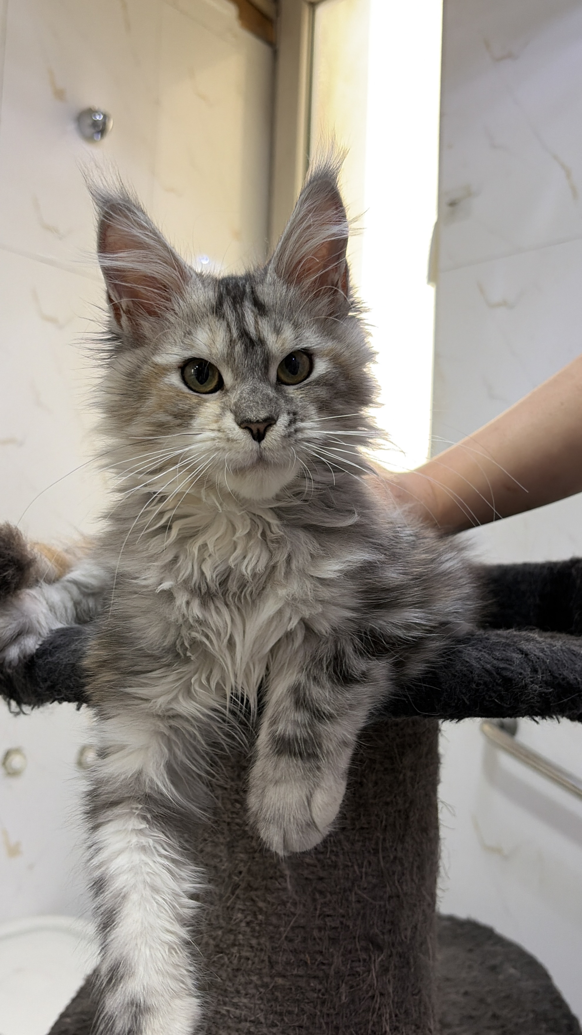 特价｜银补丁妹妹 照片 3