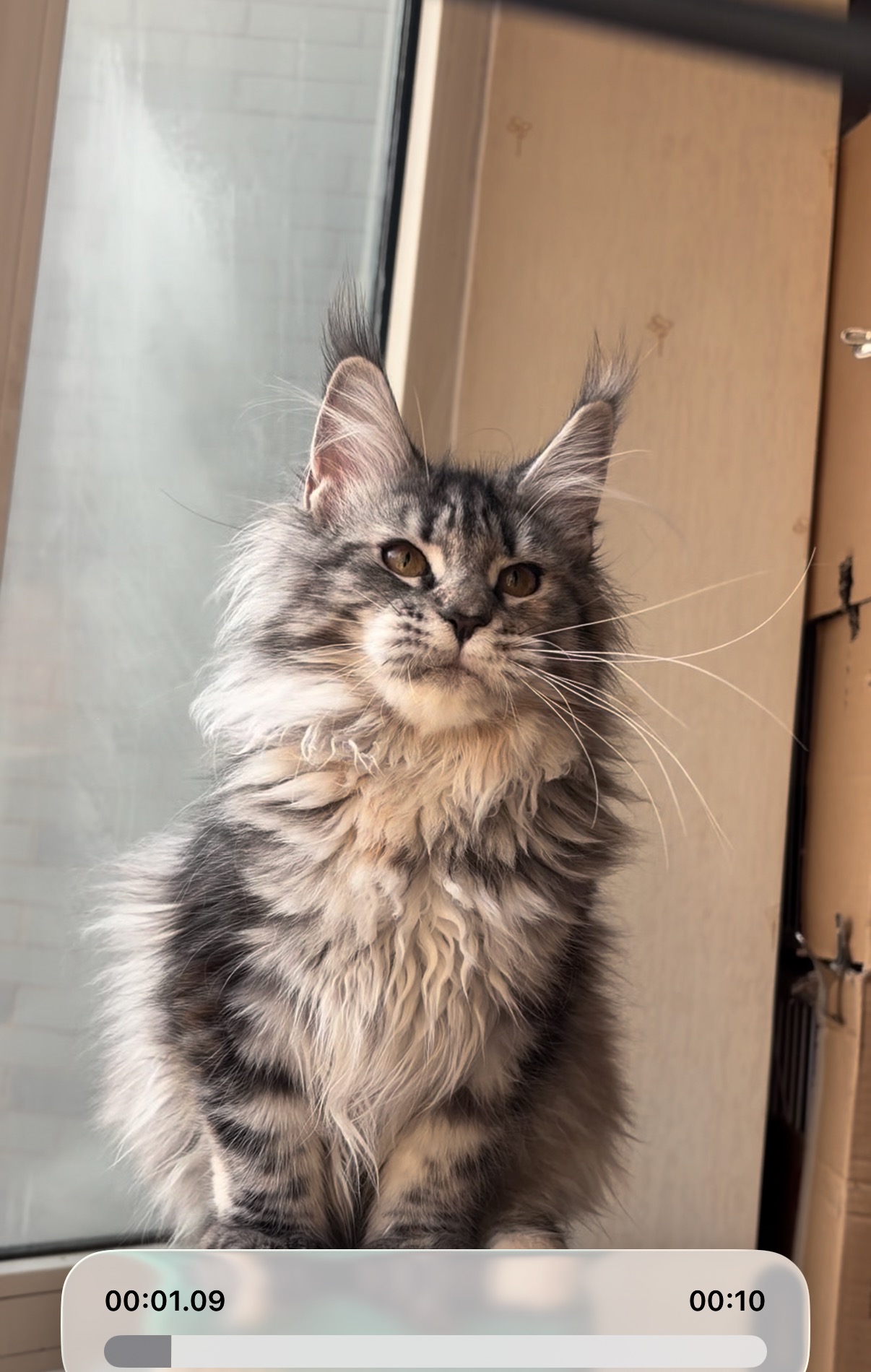 特价｜银妹妹 照片 3