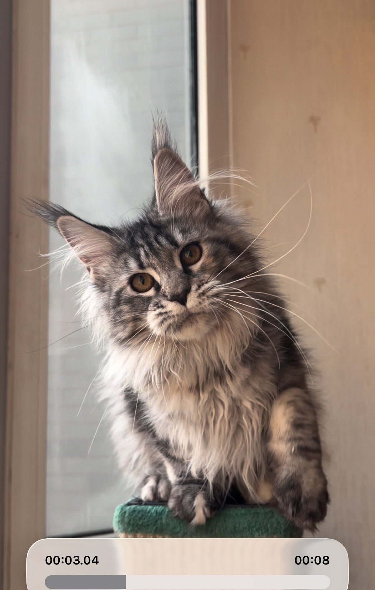 特价｜银妹妹 照片 4