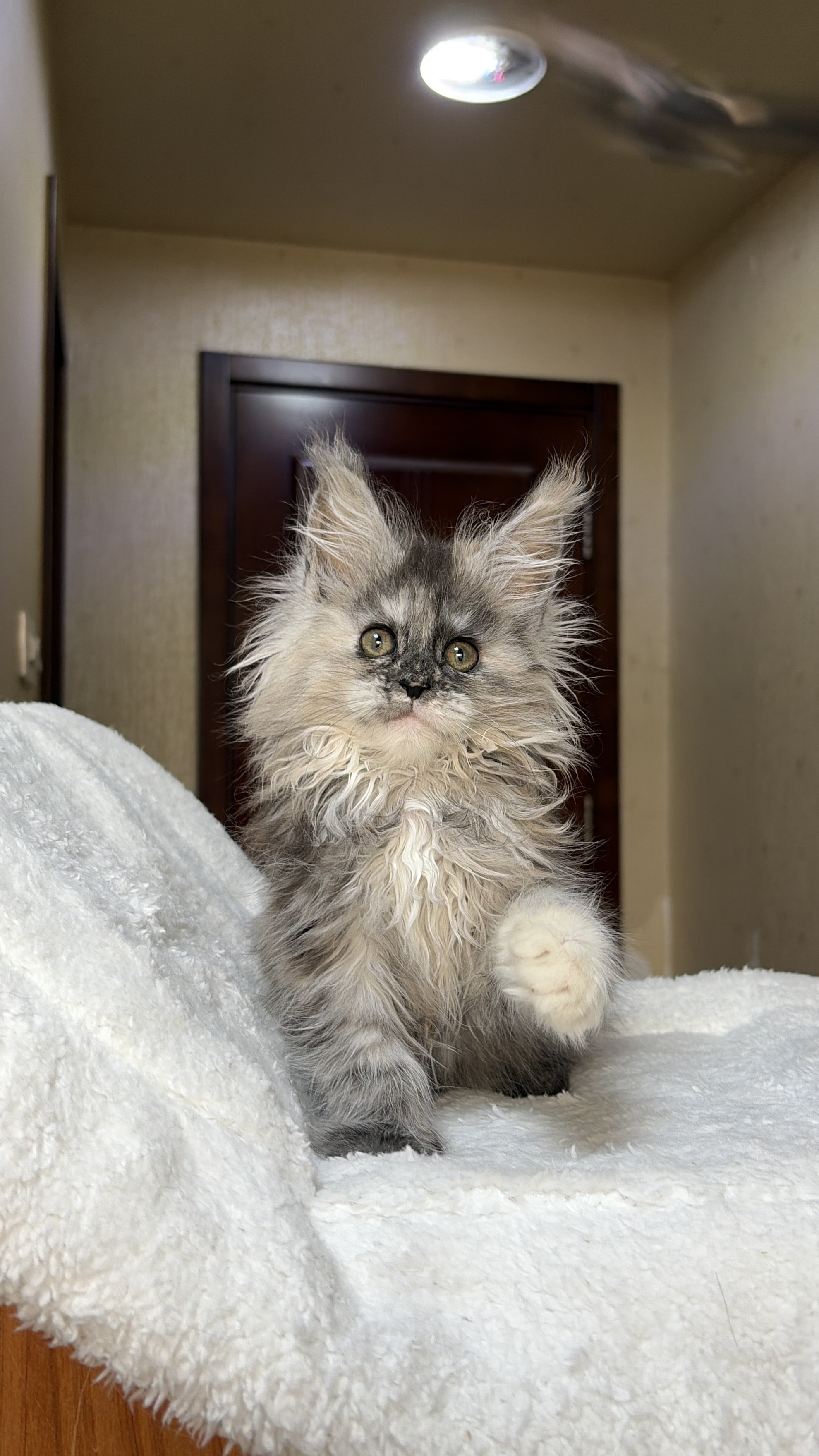 烟玳瑁妹妹 照片 4