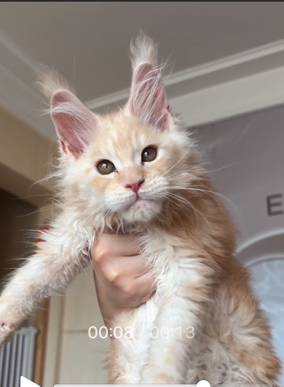 青岛普瑞思缅因猫舍