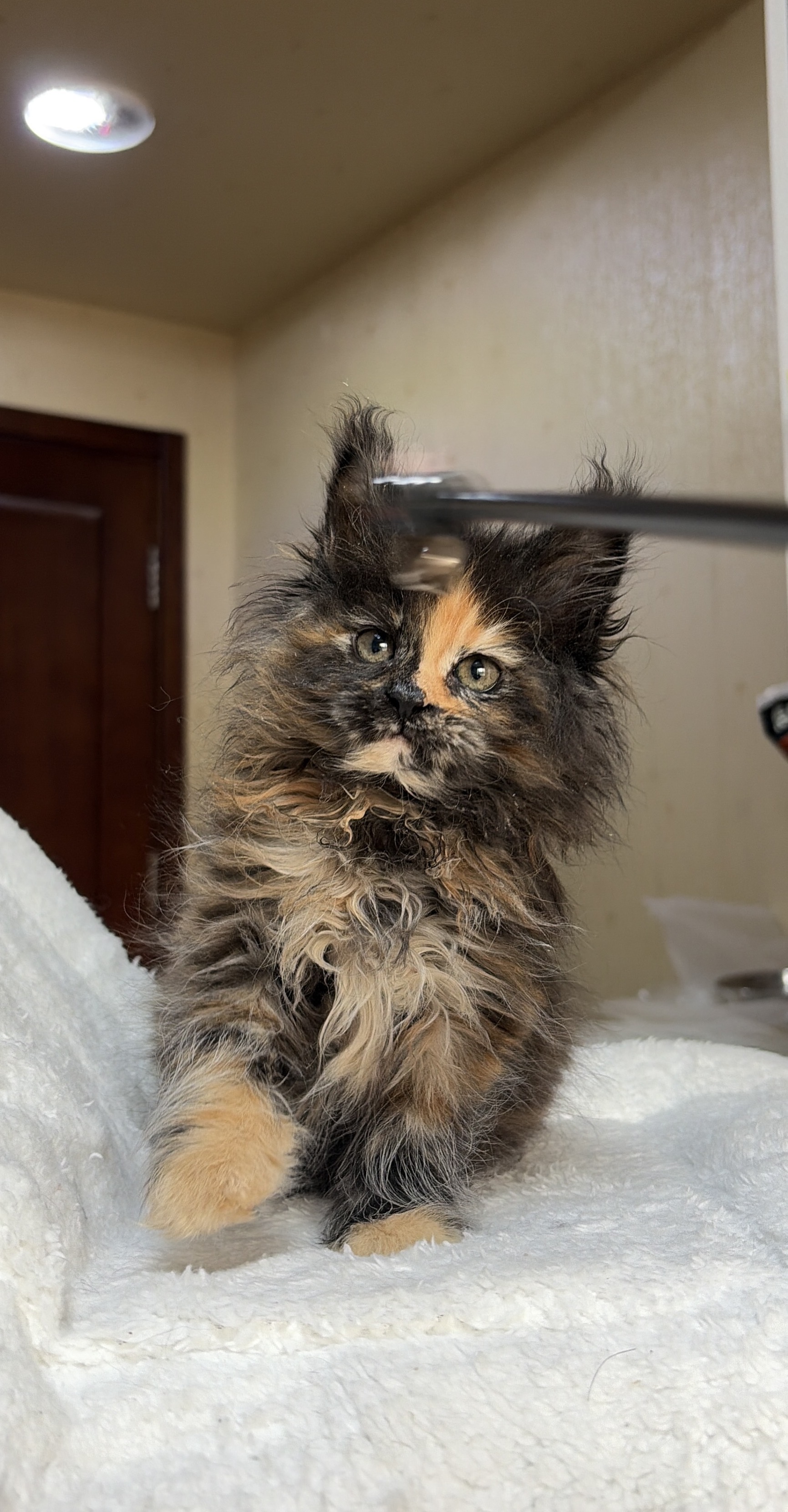 黑红色玳瑁妹妹