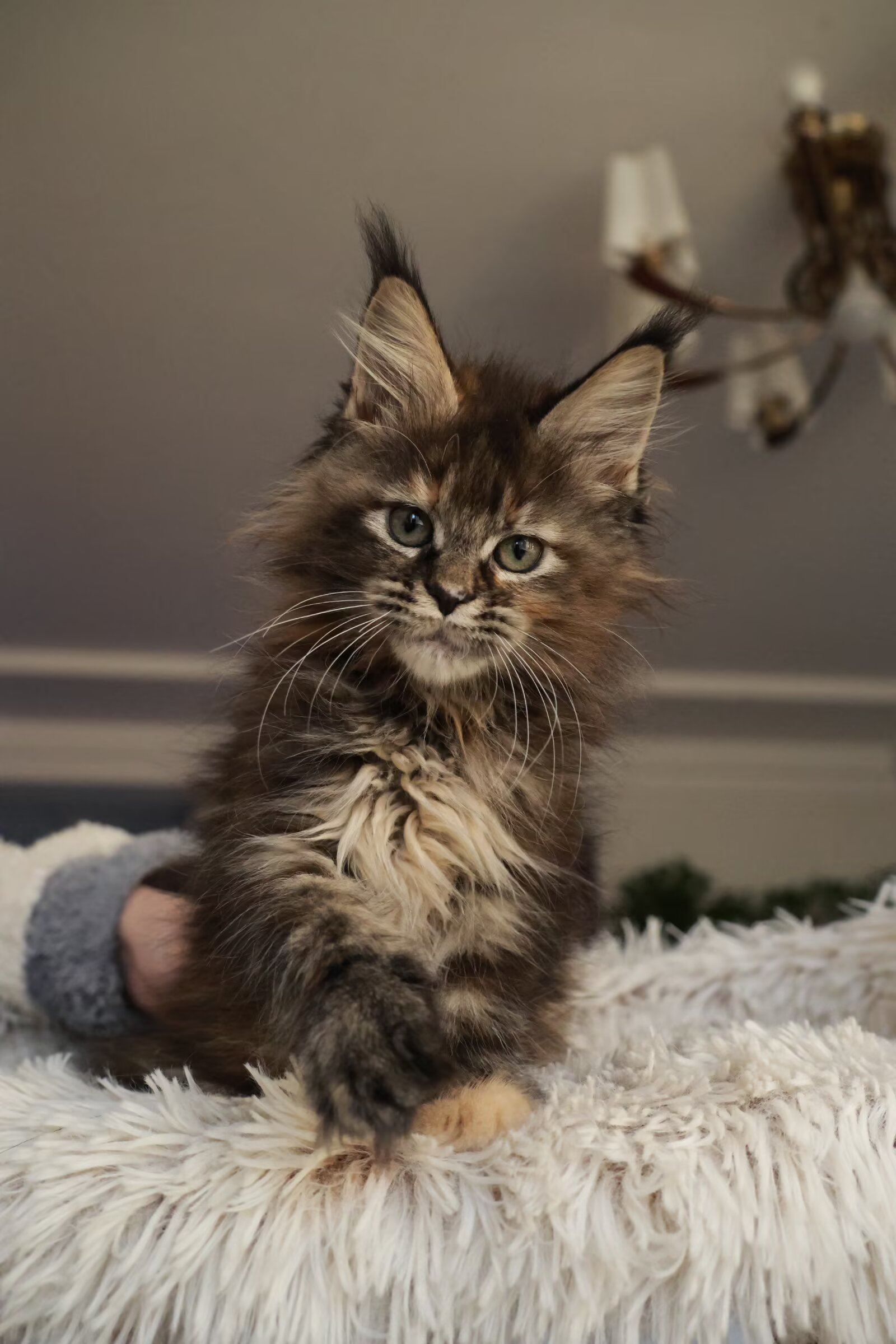 棕虎斑补丁妹妹 照片 5