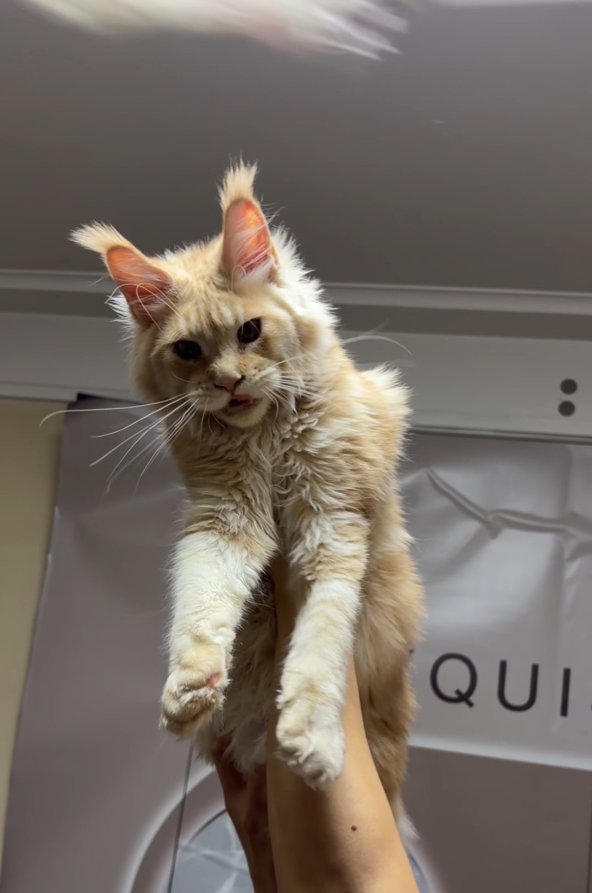 青岛普瑞思缅因猫舍