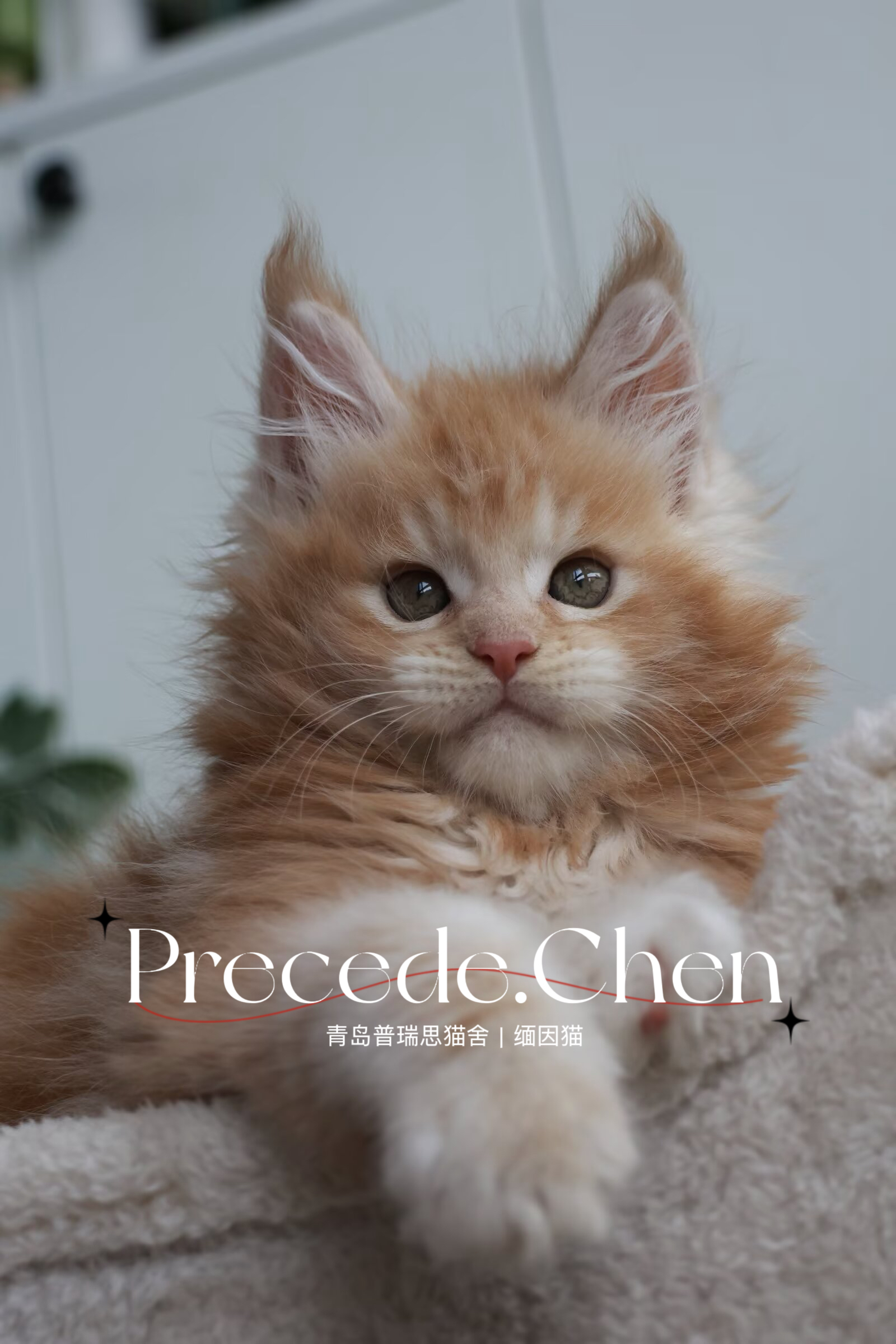 刷子耳 凯米尔弟弟
