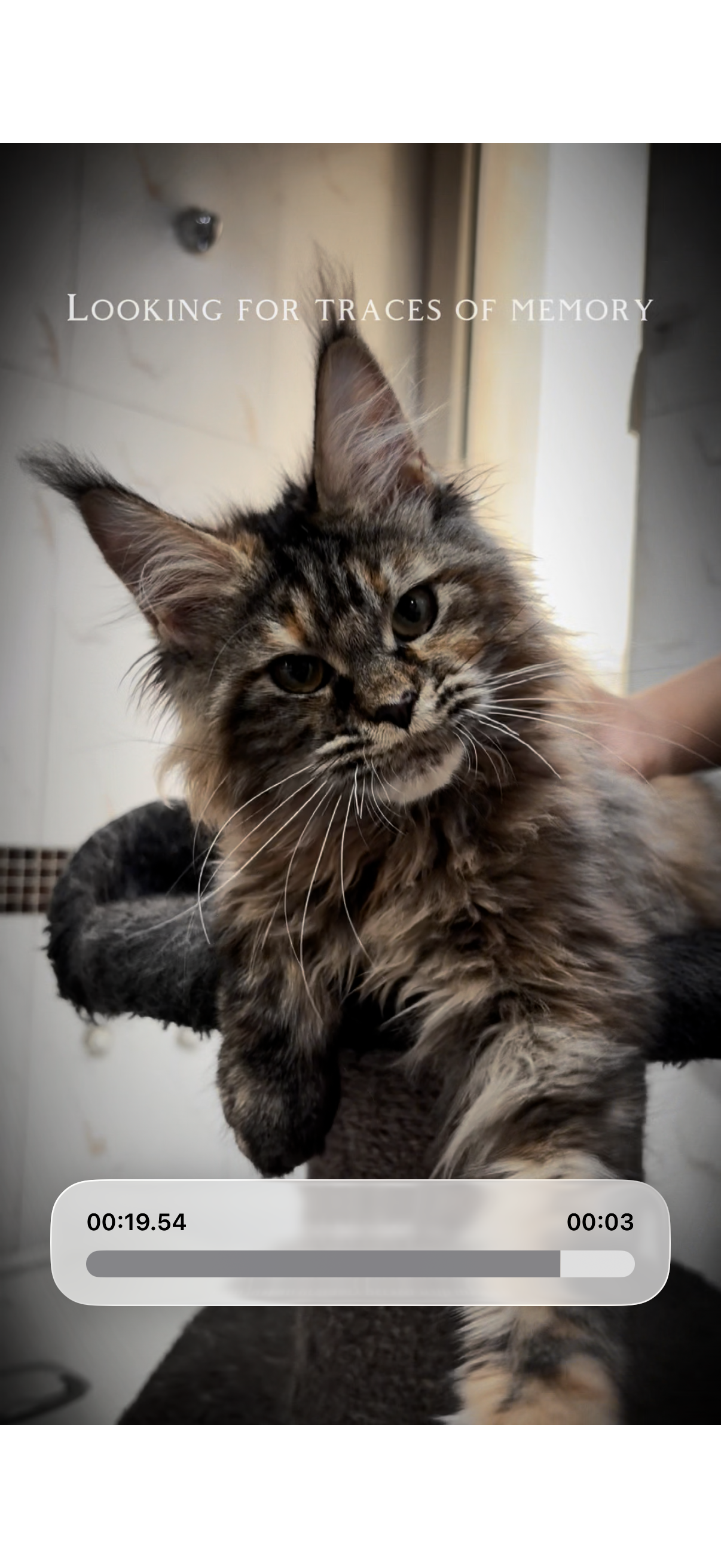 棕虎斑补丁妹妹 照片 1