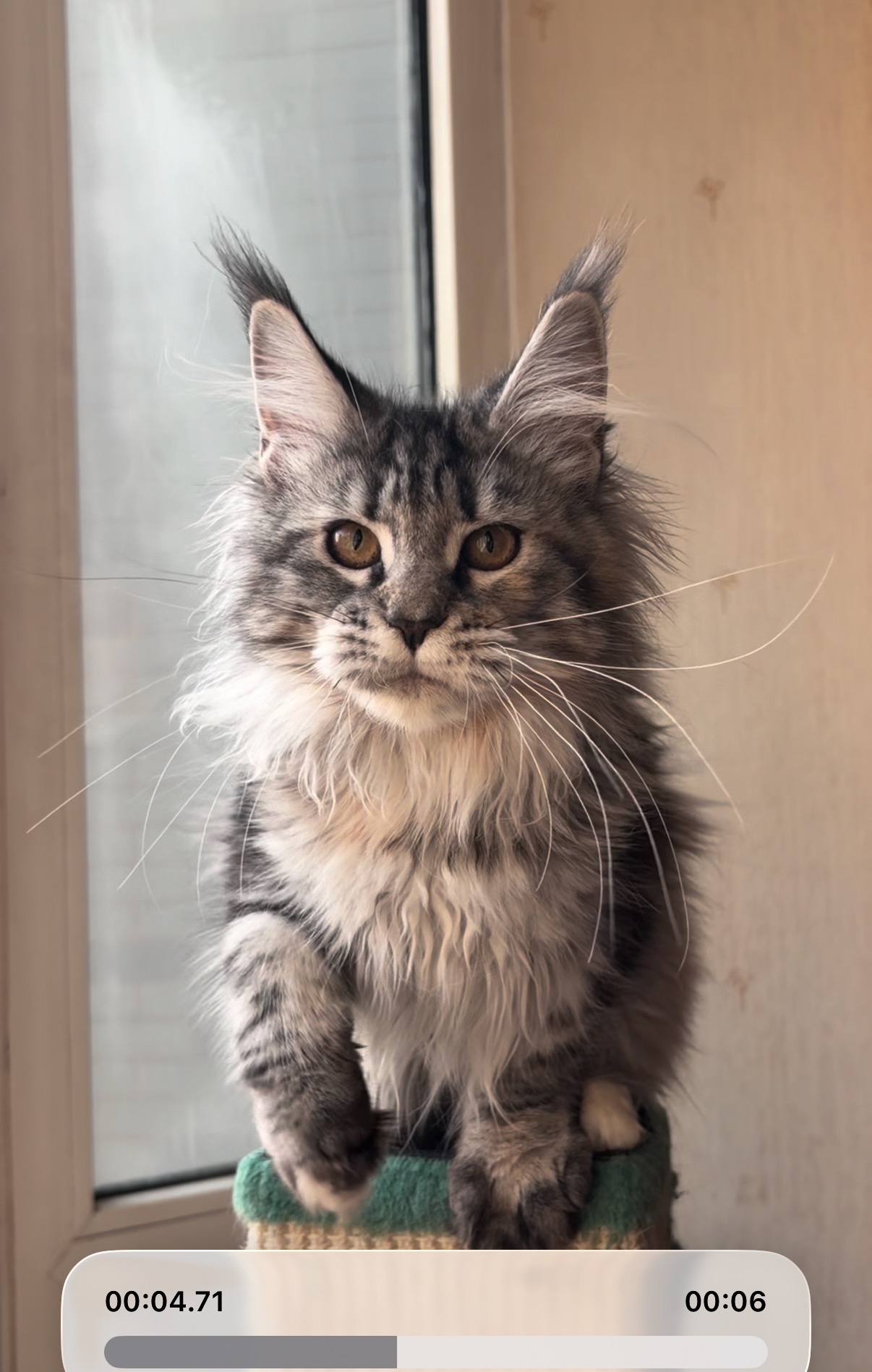 特价｜银妹妹 照片 2