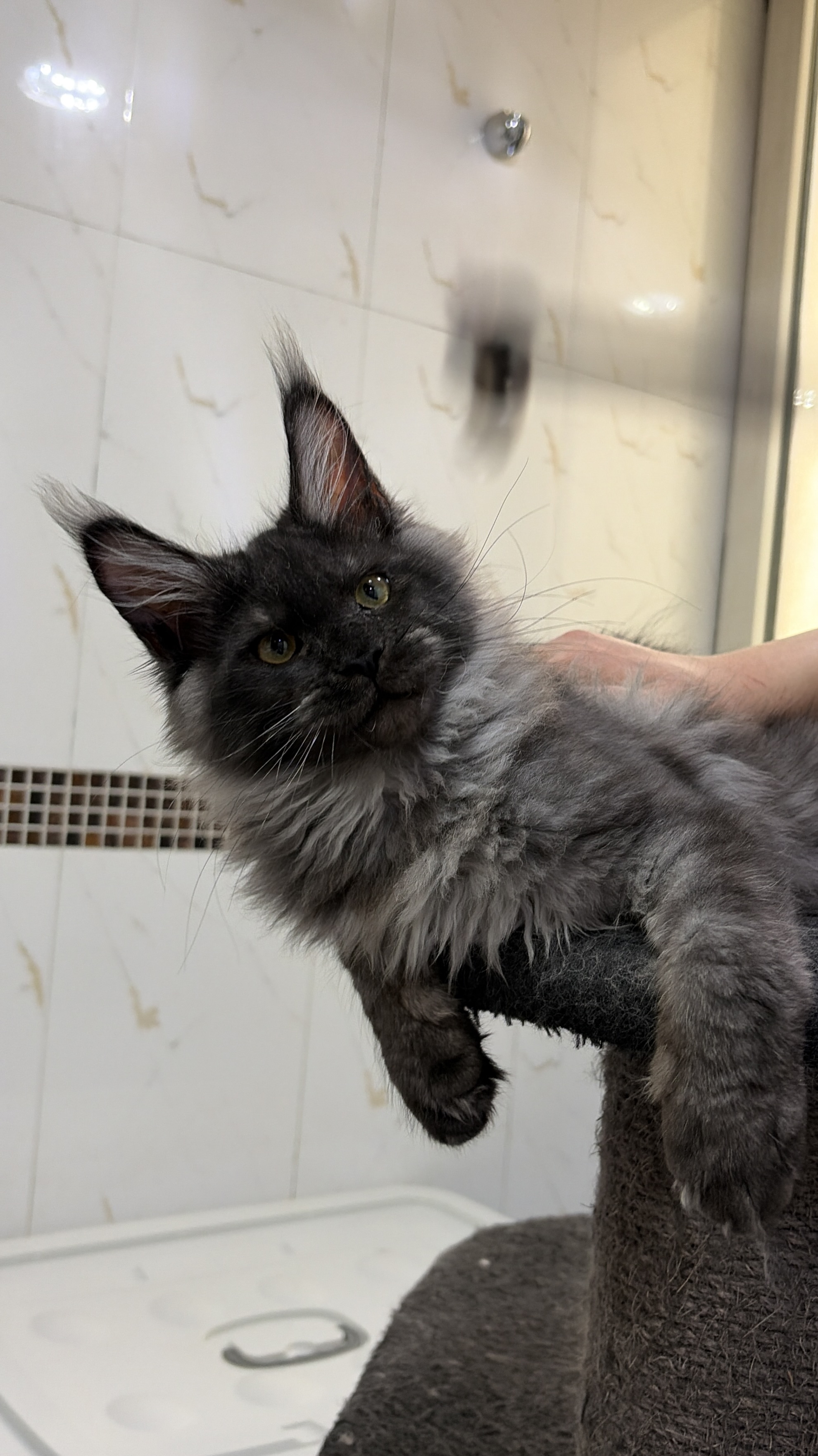 烟灰色弟弟 照片 2