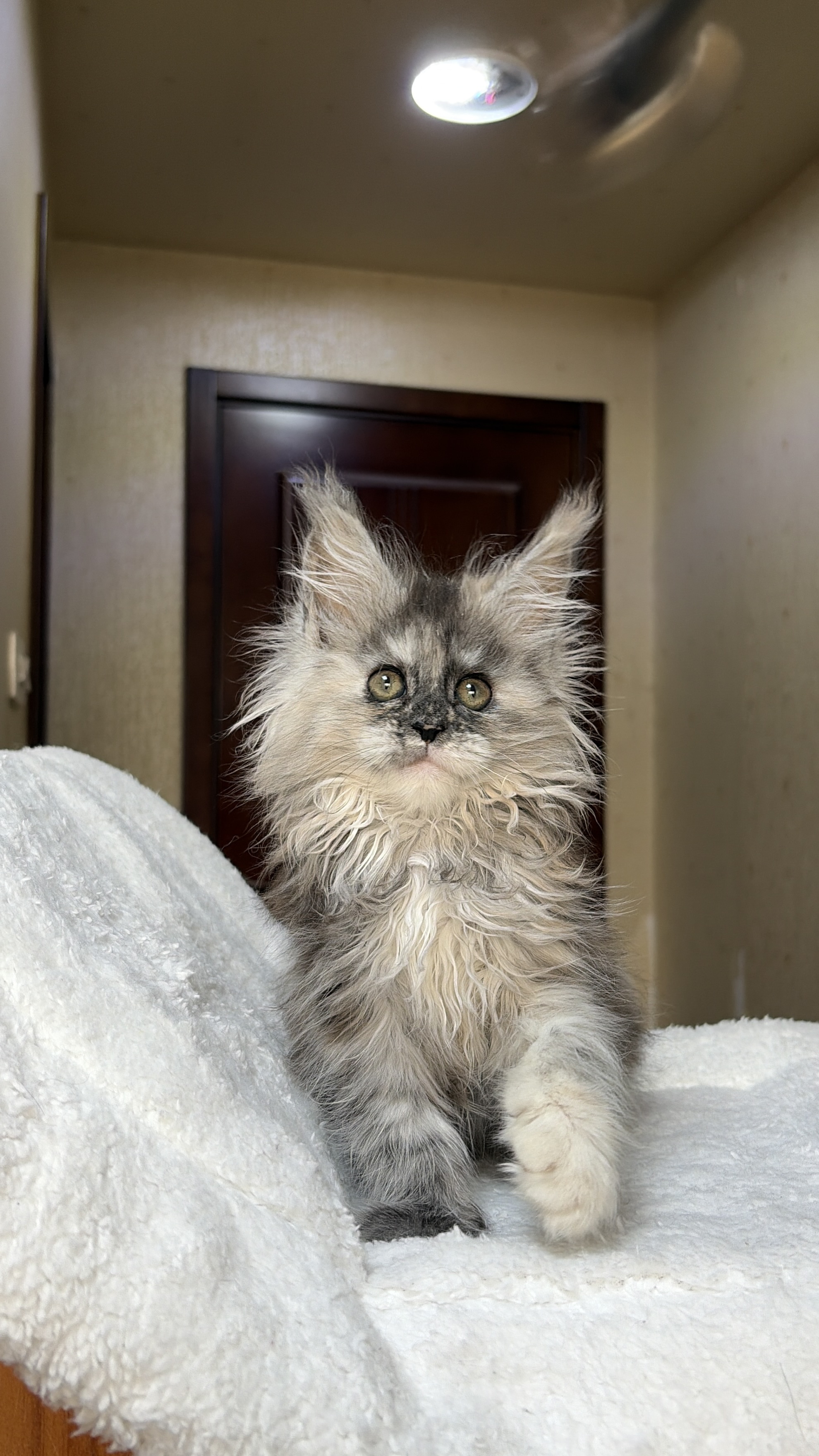 烟玳瑁妹妹 照片 2