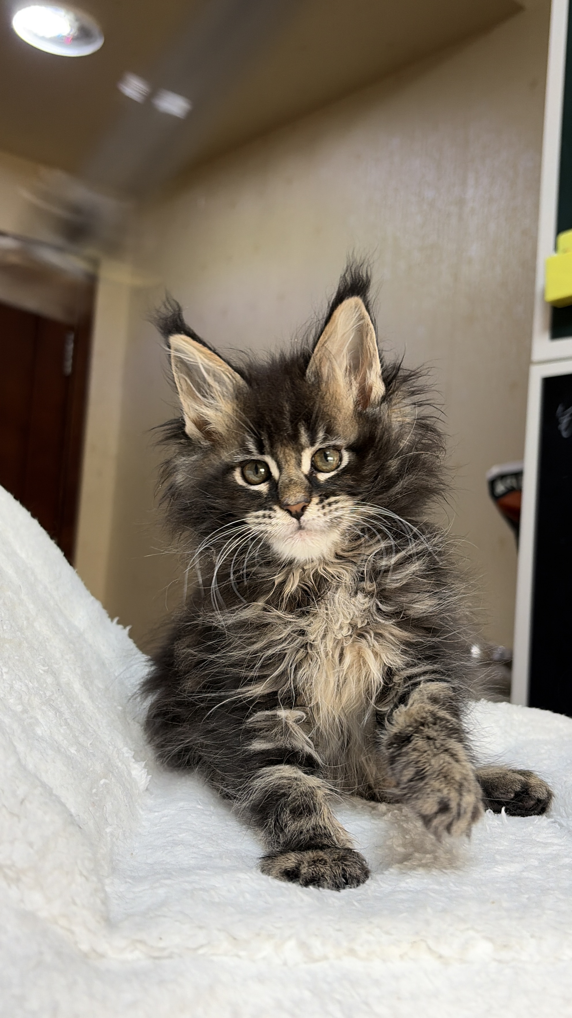 棕虎斑弟弟 照片 2