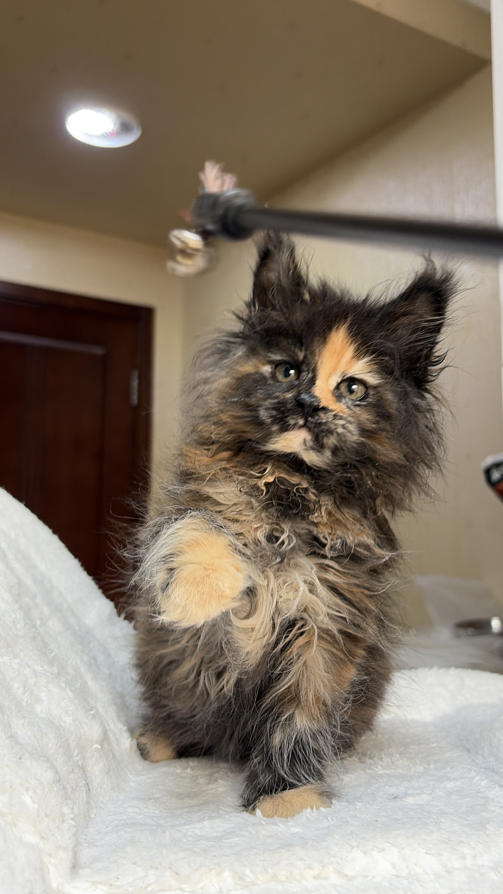 黑红色玳瑁妹妹 照片 3