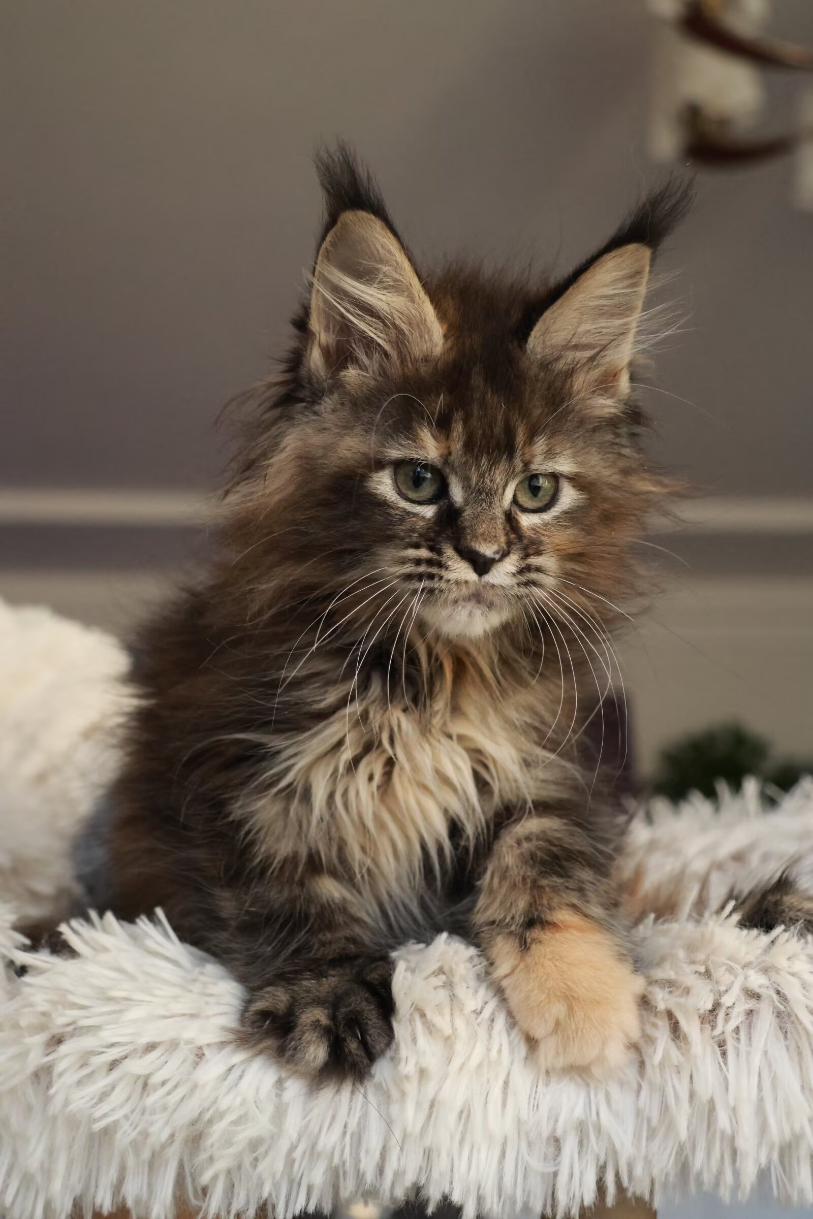 棕虎斑补丁妹妹 照片 4