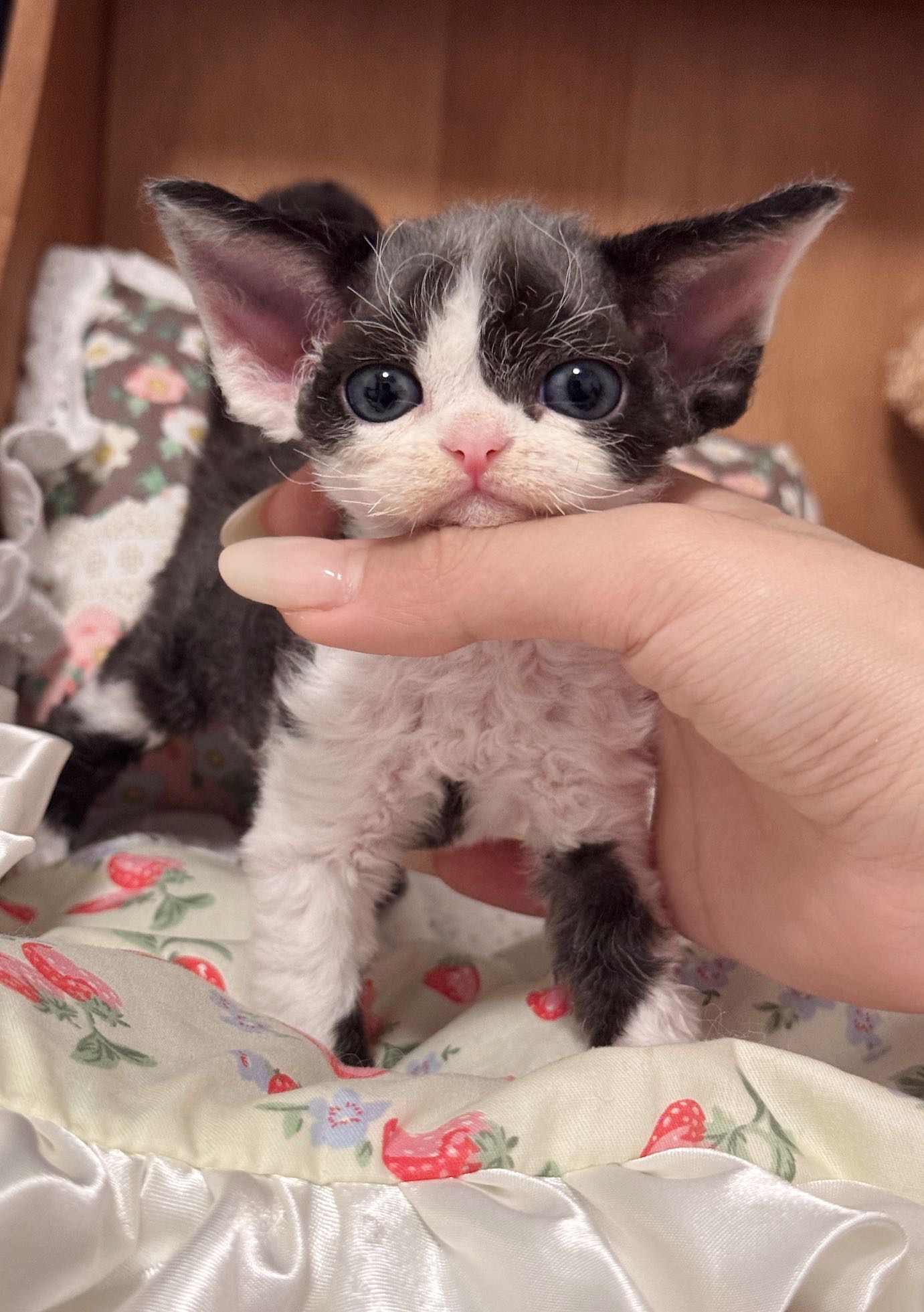 Scorpio Cattery   