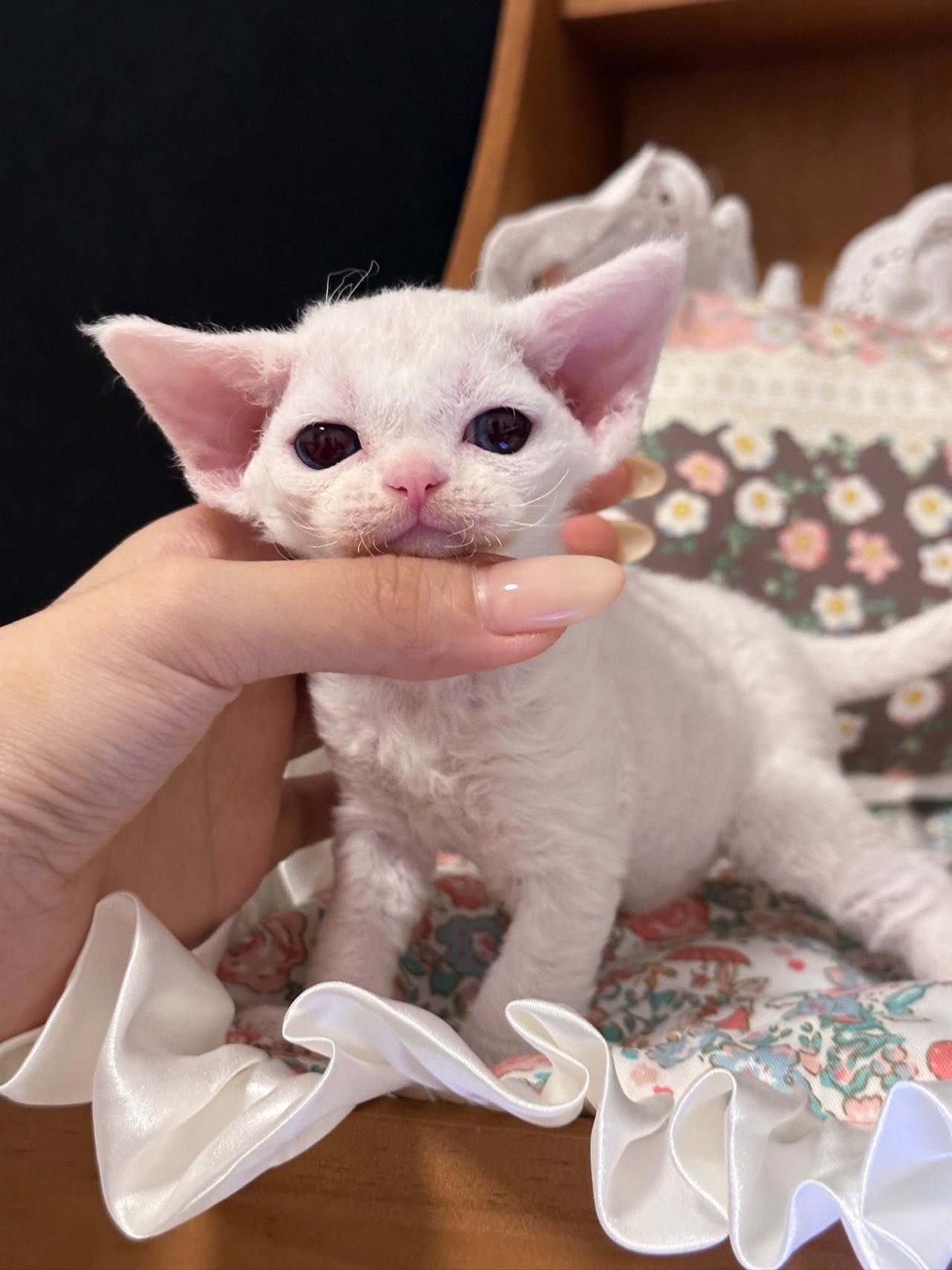 Scorpio Cattery   