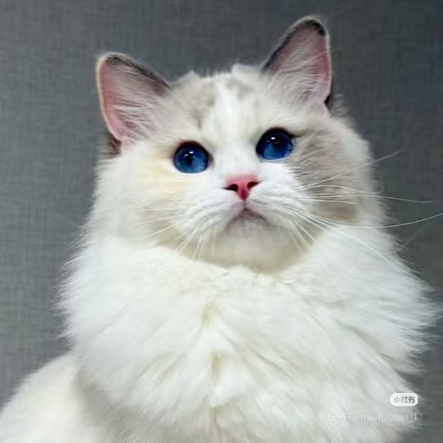kiara