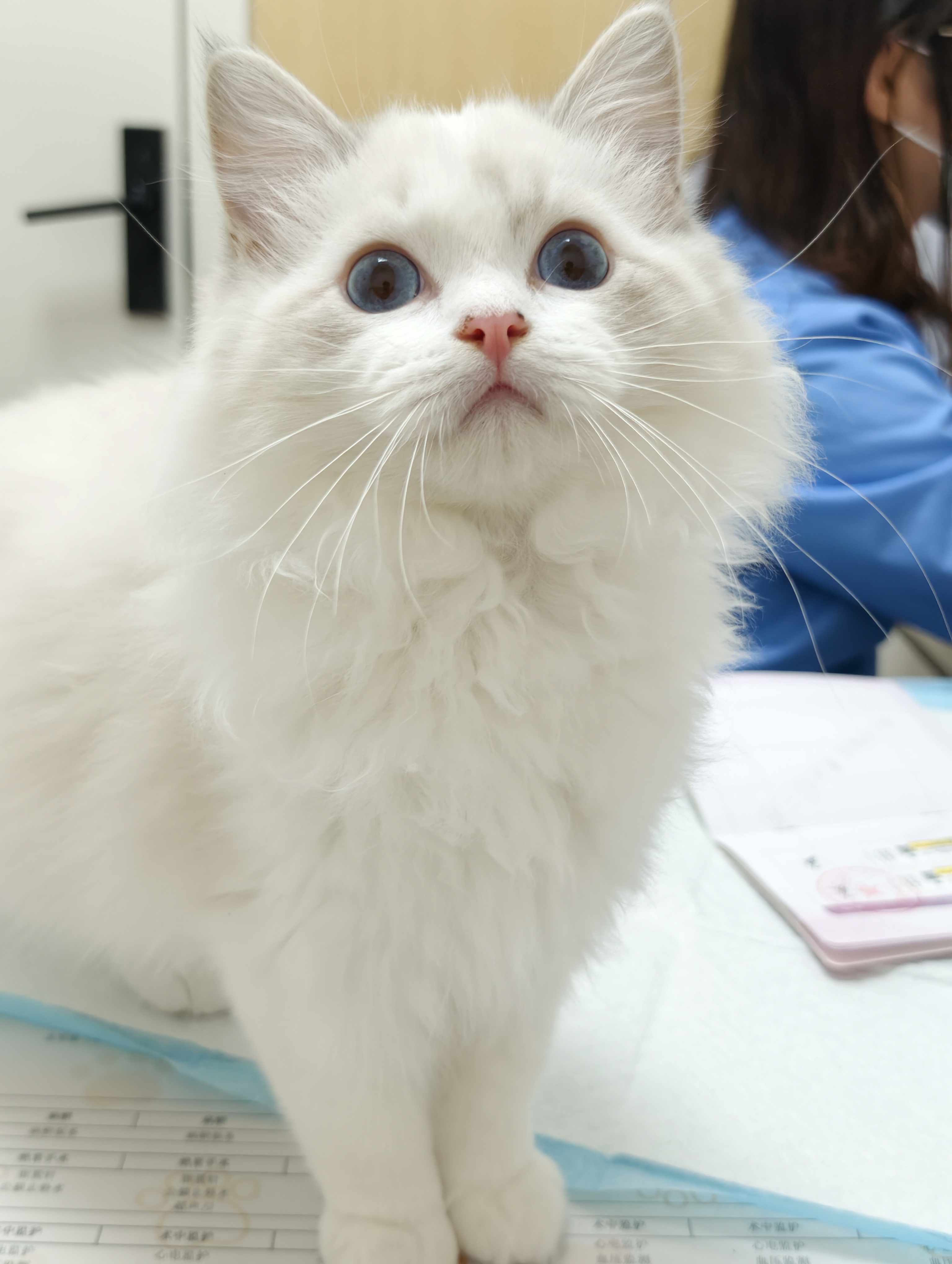第二针疫苗，为什么不能传视频啊。。。