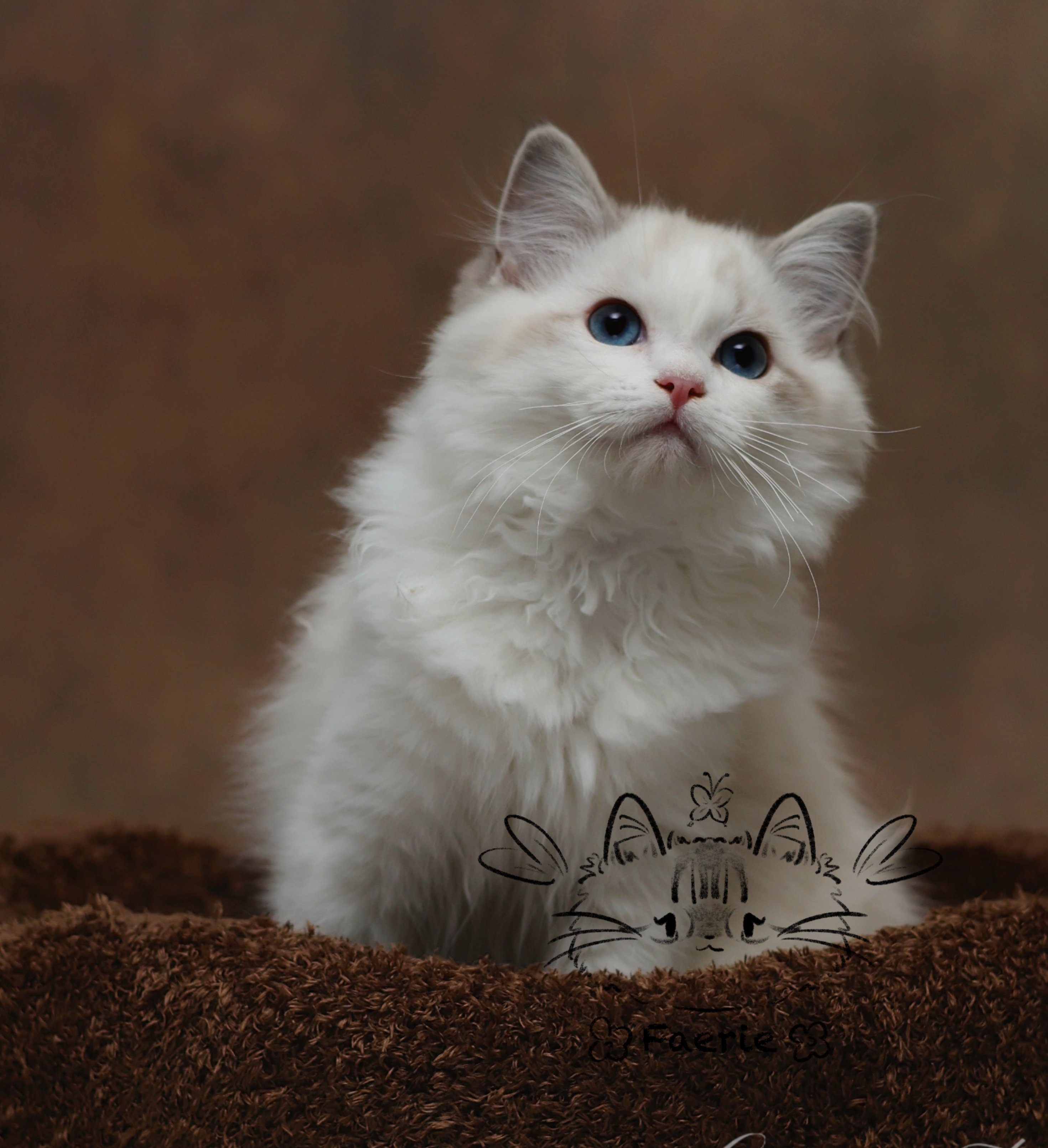 仙灵猫舍