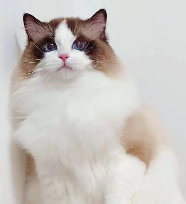 MIRUMKITTY SPLENDID TAIL