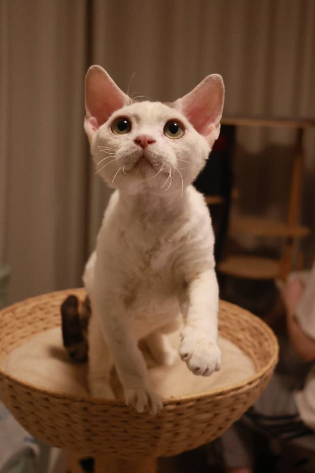 铄铄