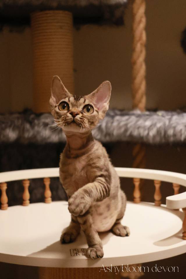 呆呆