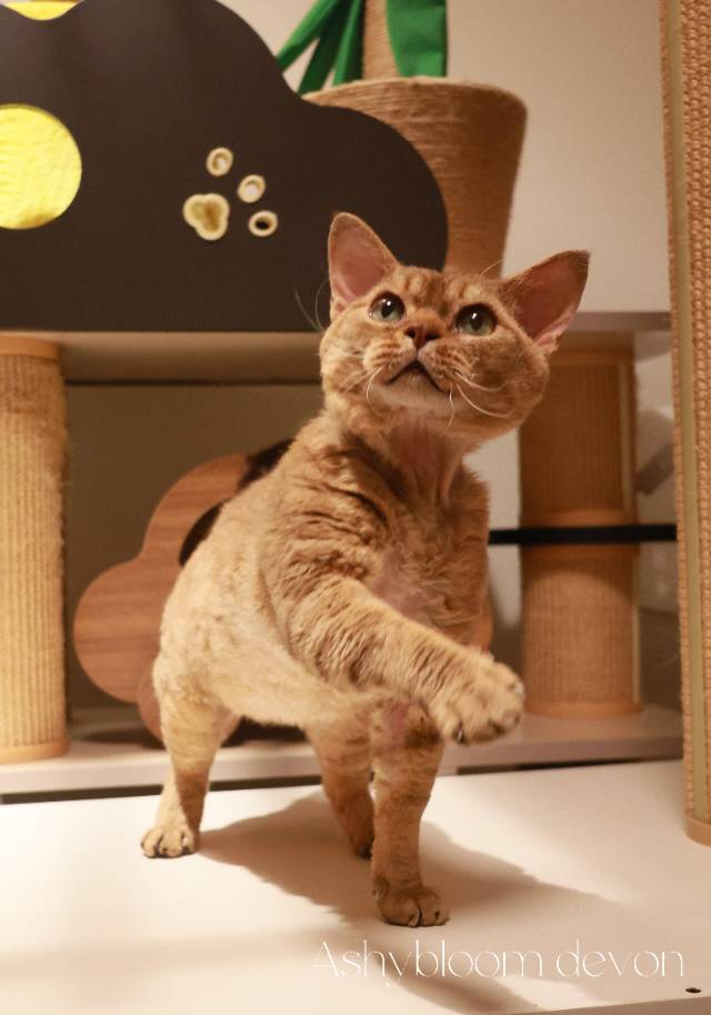 棕熊