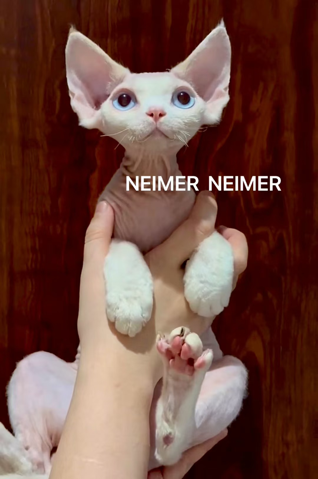 NEIMER NEIMOON