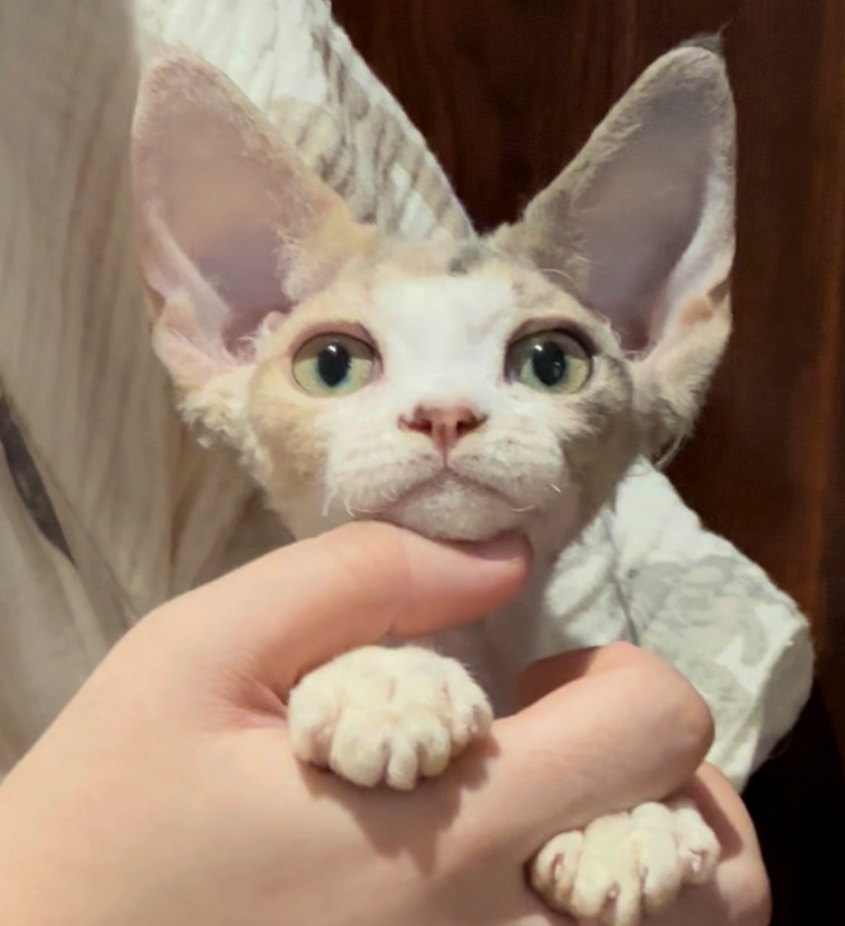 糖果